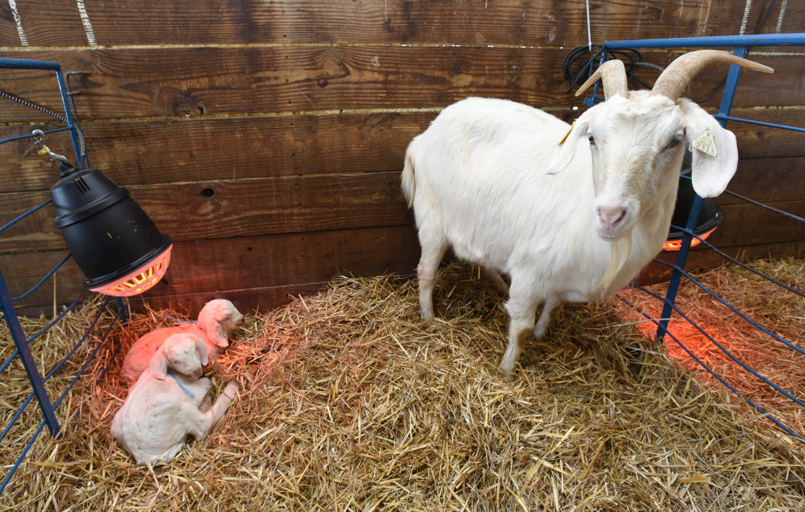 Newborn goats at UMES farm.