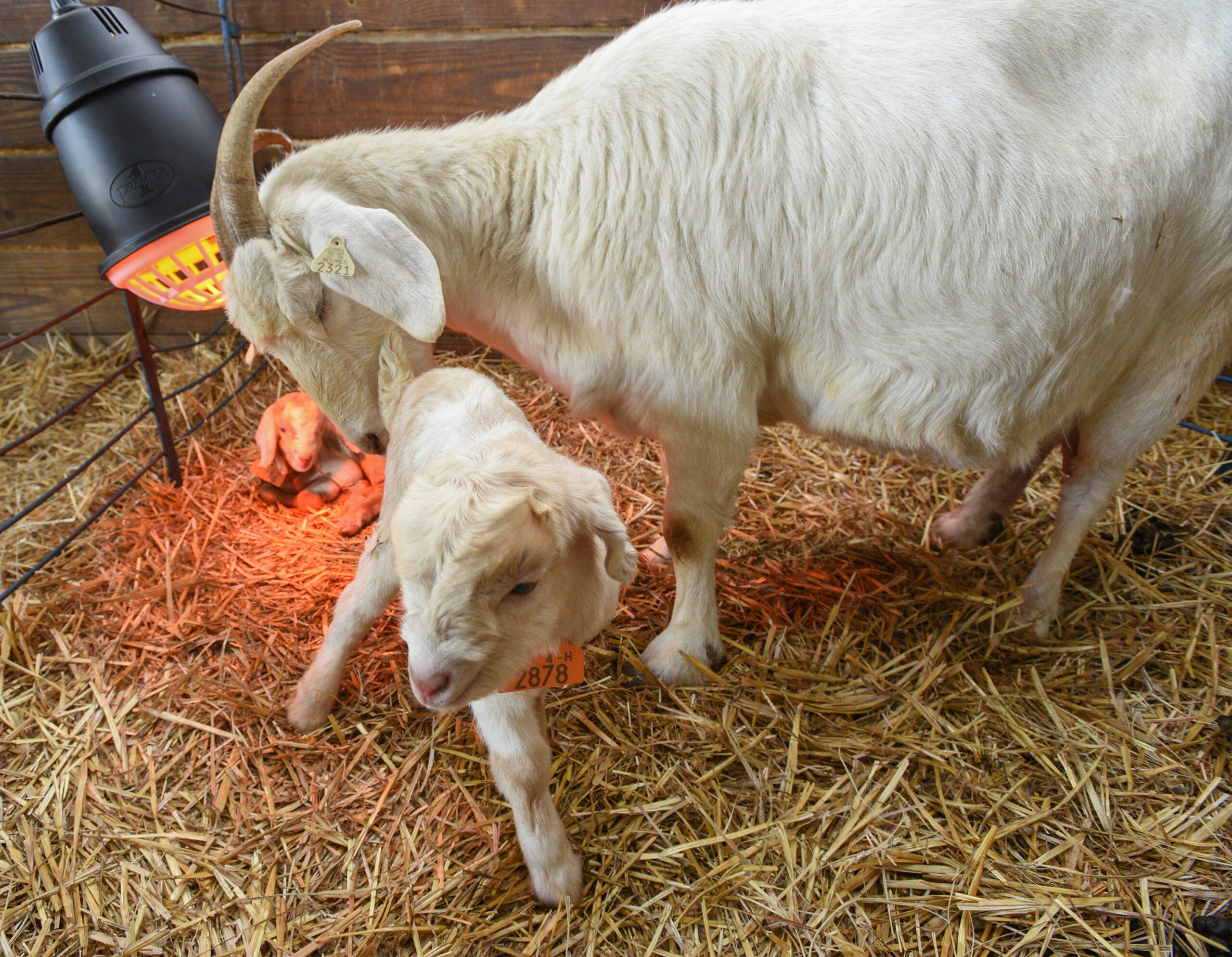 A newborn goat gets some tender care.