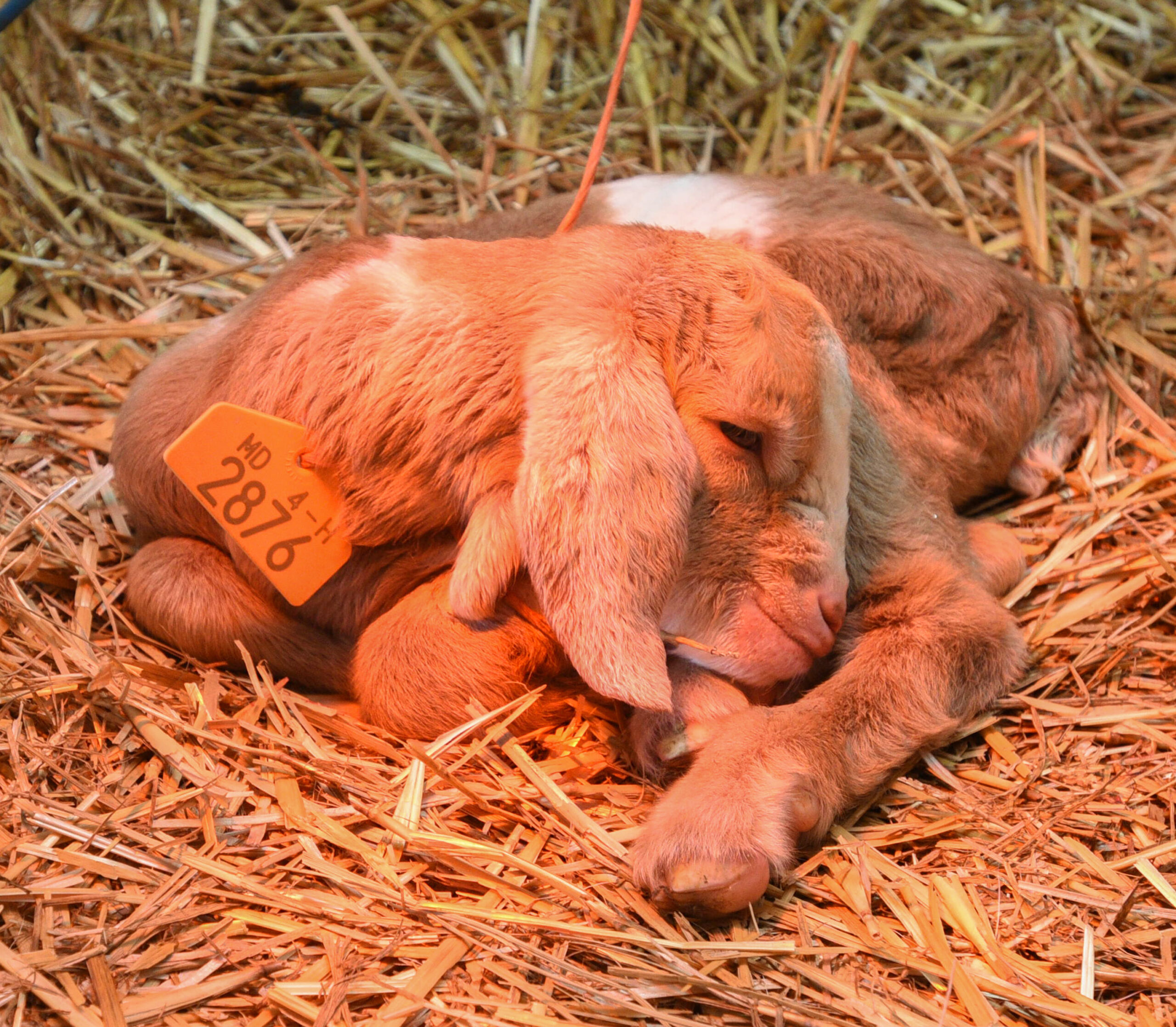 A newborn goat at UMES farm.