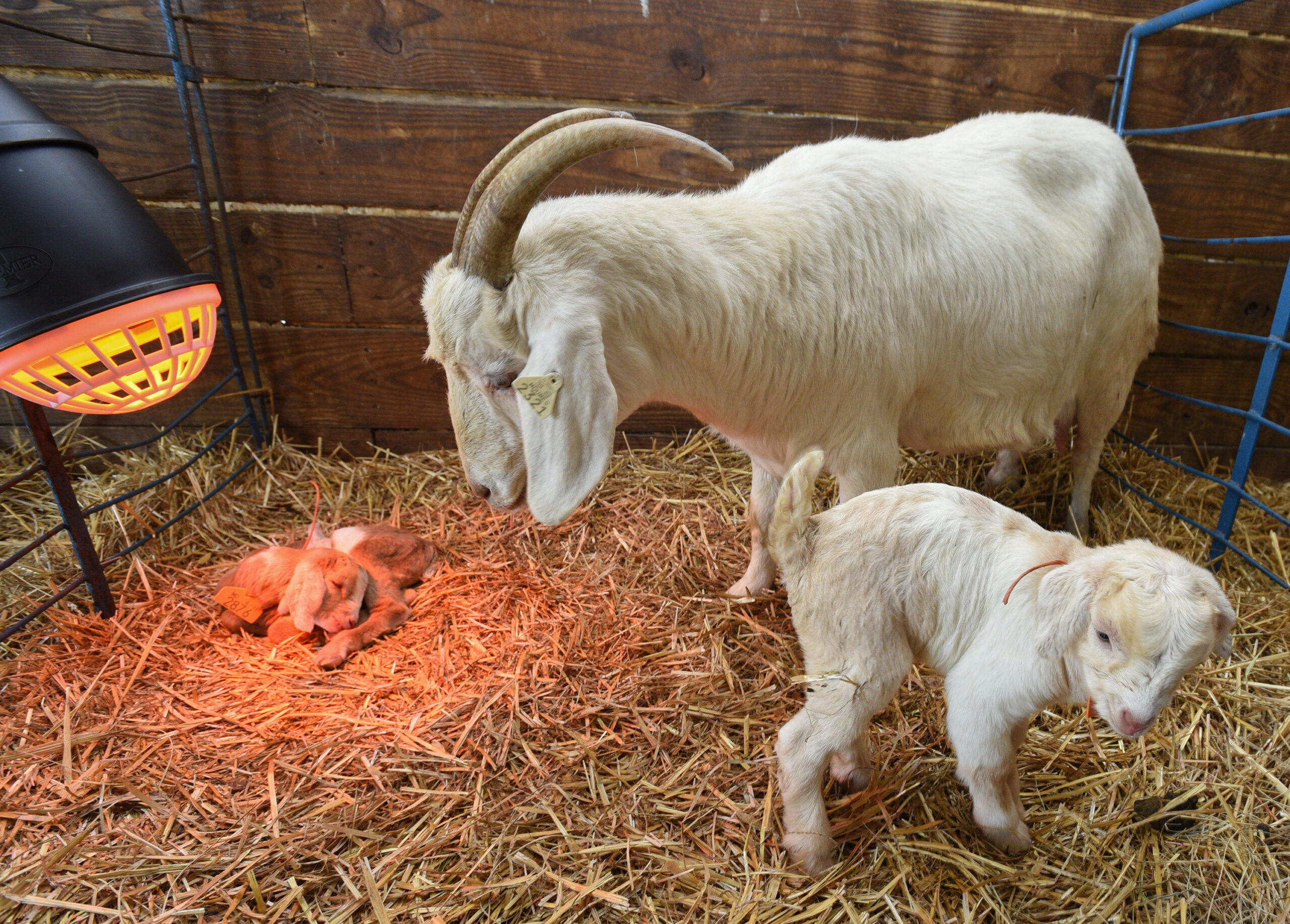 A newborn goat at UMES farm.