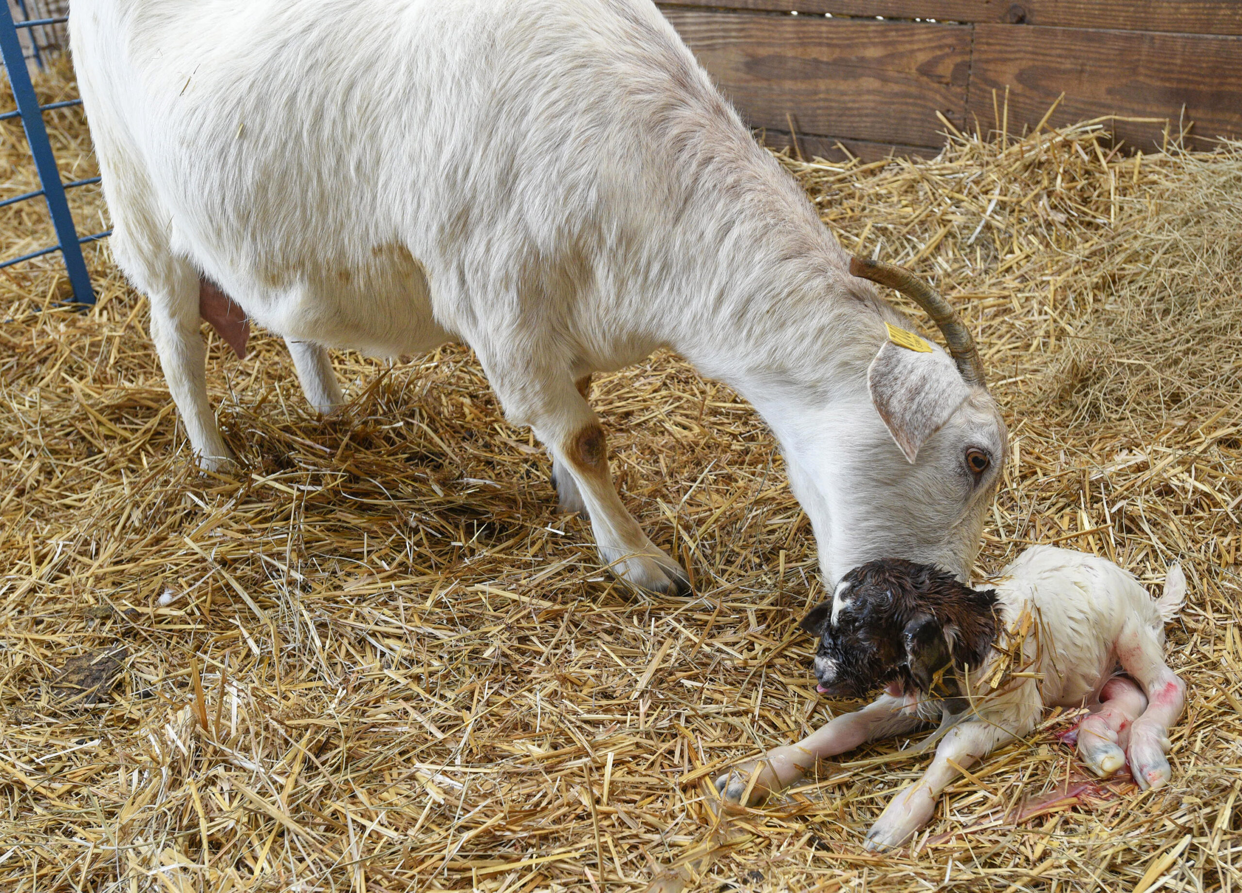 A newborn goat gets some tender care.