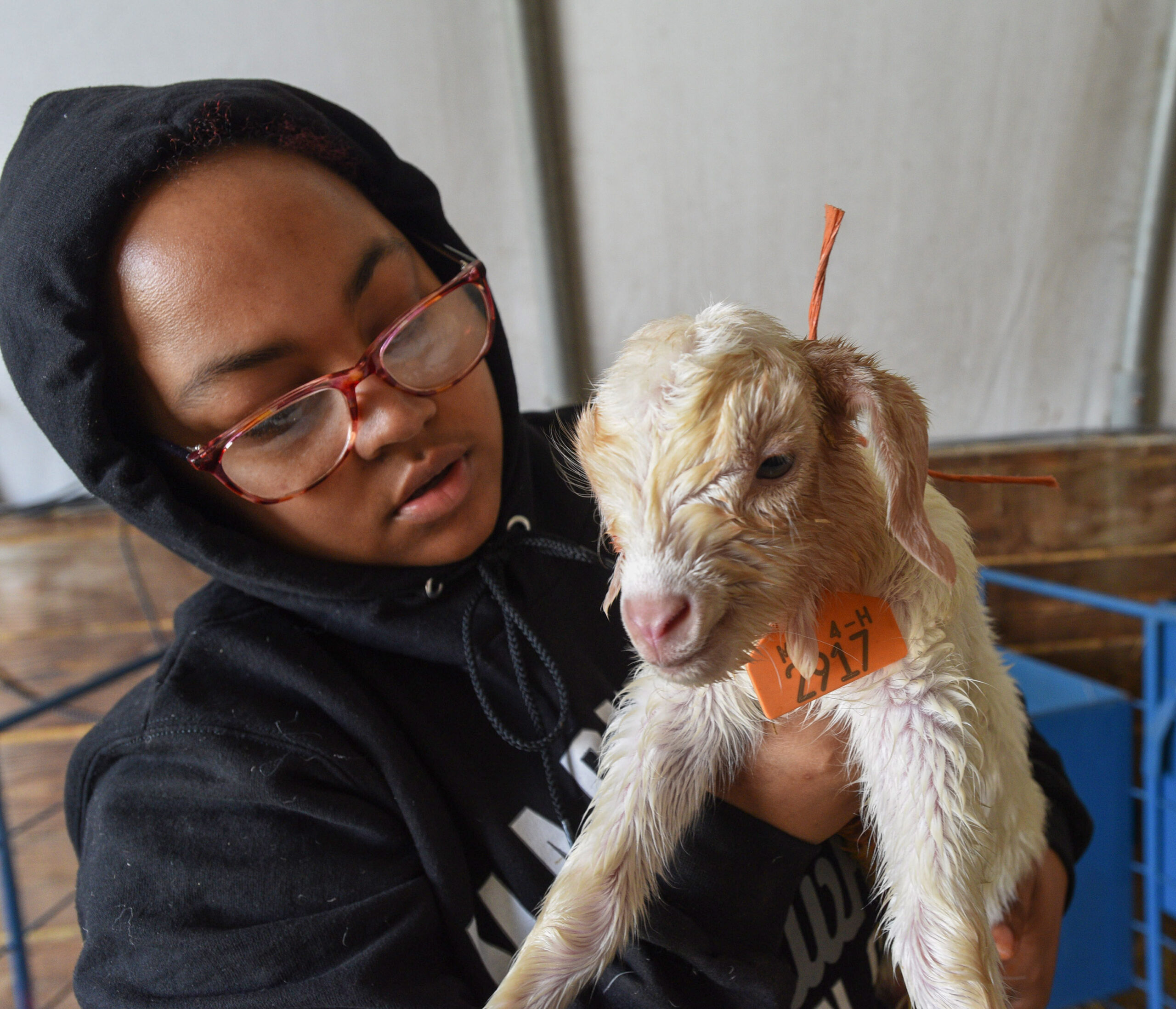 A newborn goat gets some tender care.