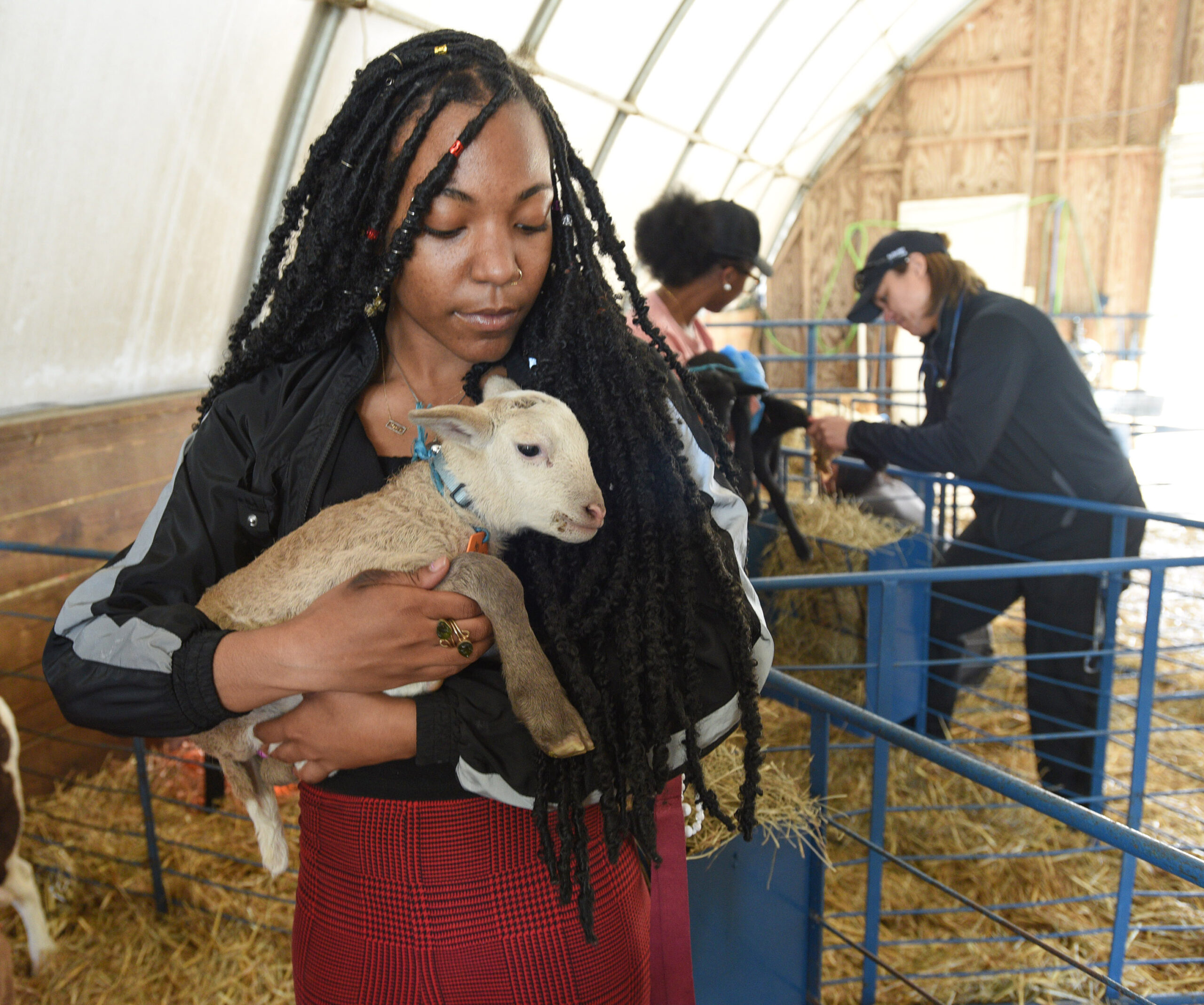A newborn goat gets some tender care.
