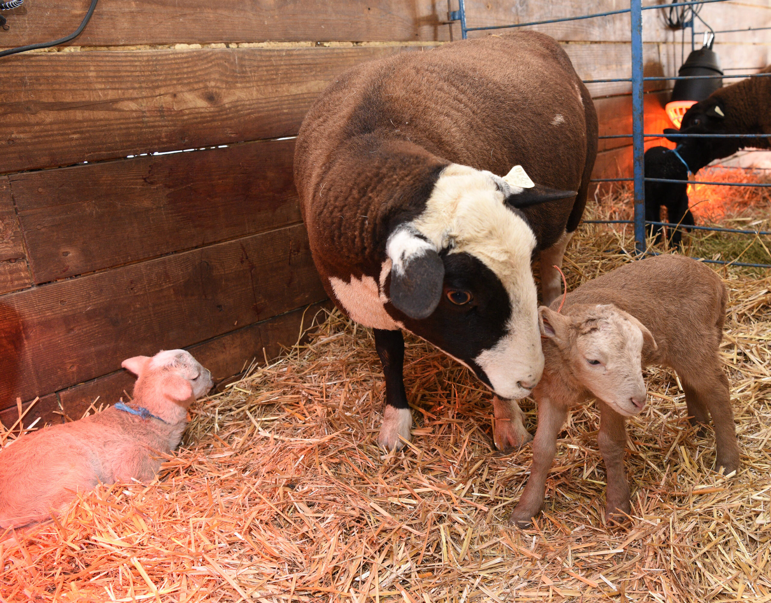 Newborn sheep at UMES farm.