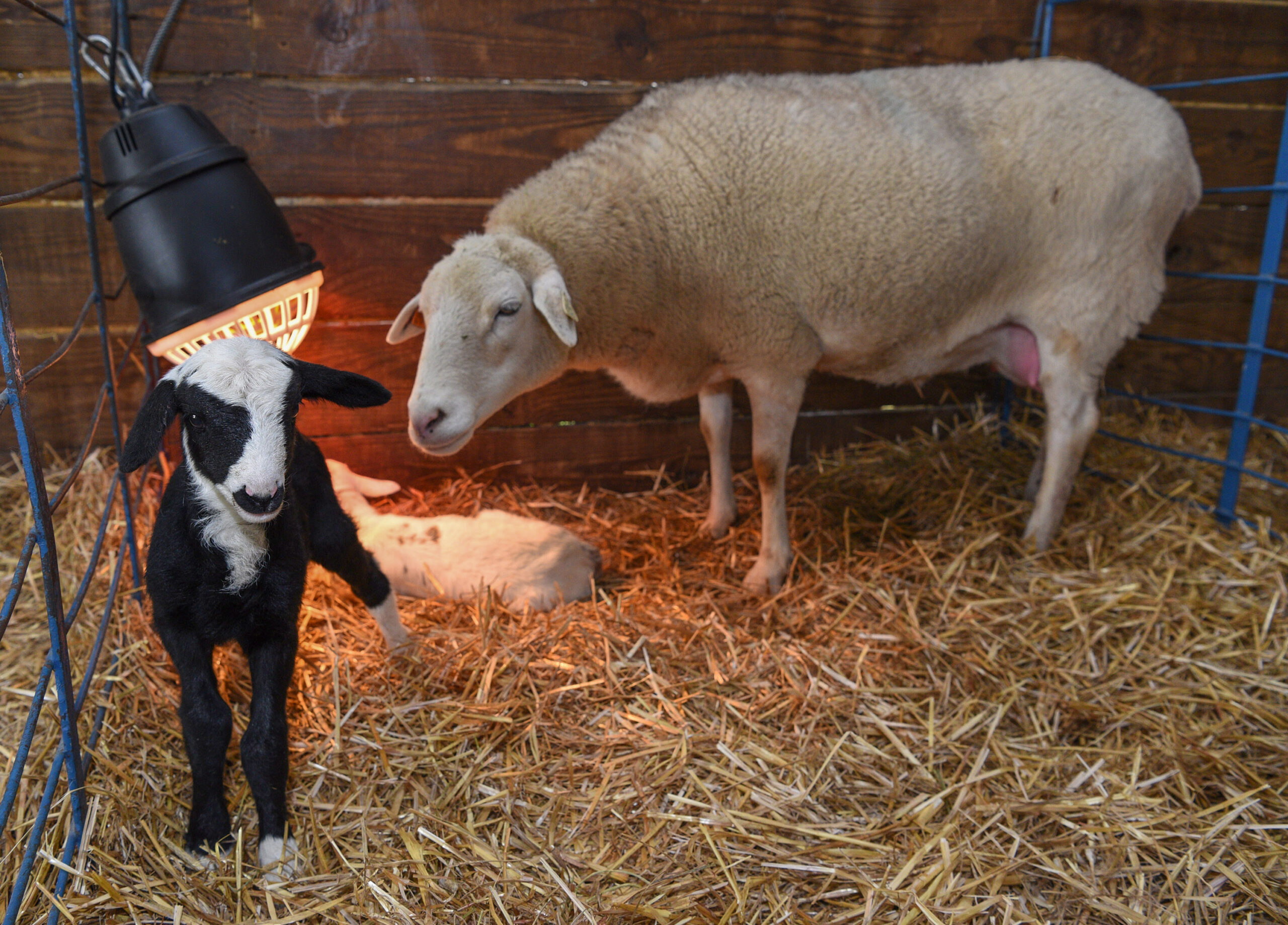 Sheep being born on the campus of UMES.