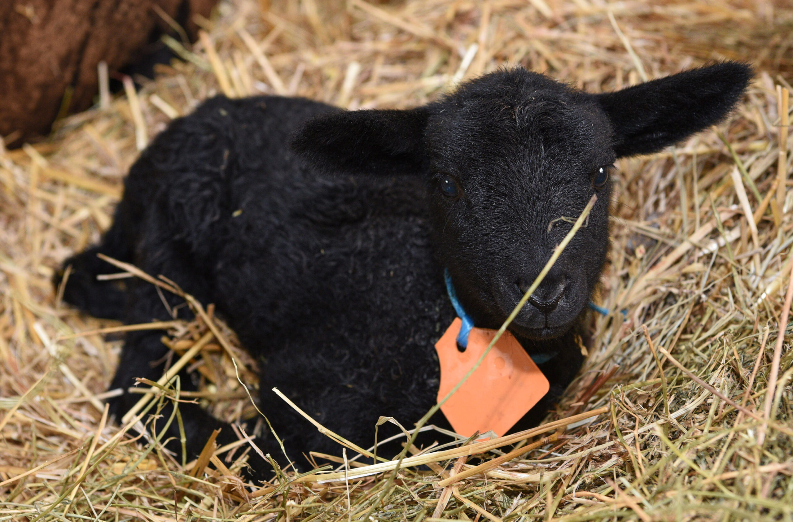 A newborn lamb.
