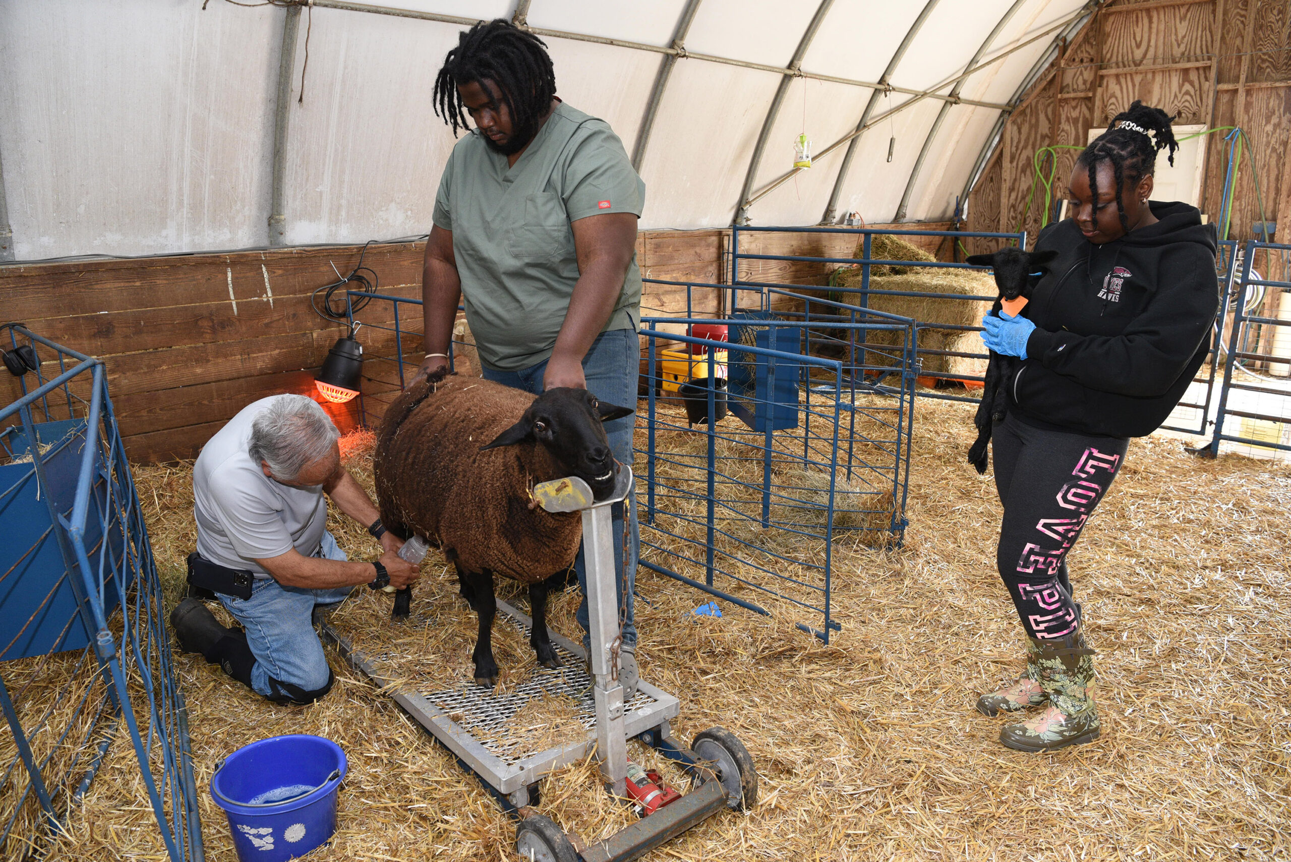 Associate Dean Dr. E.N. Escobar milks an ewe at UMES farm.