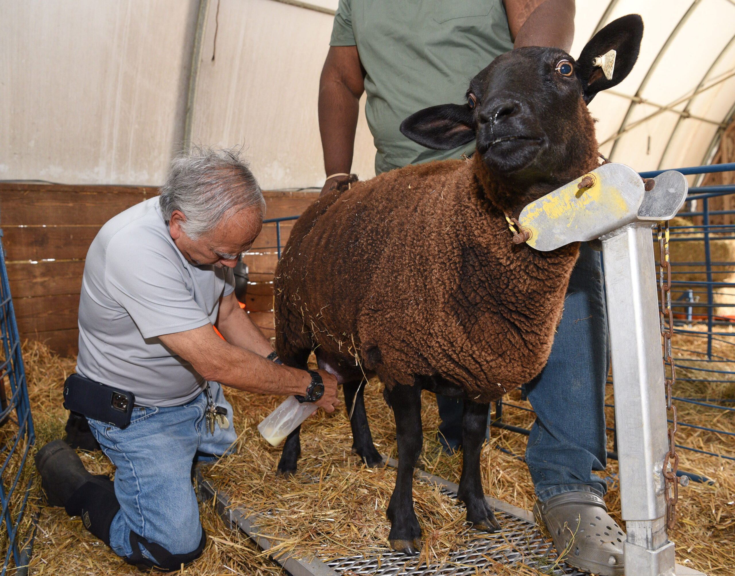 Associate Dean Dr. E.N. Escobar milks an ewe at UMES farm.