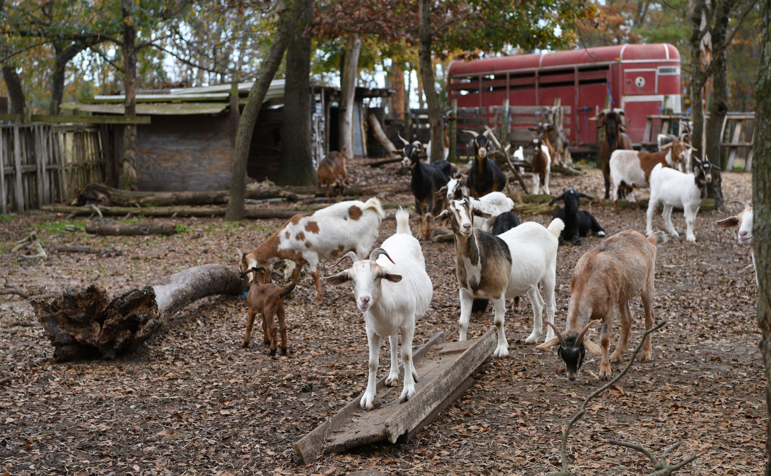 Goats in a farm.