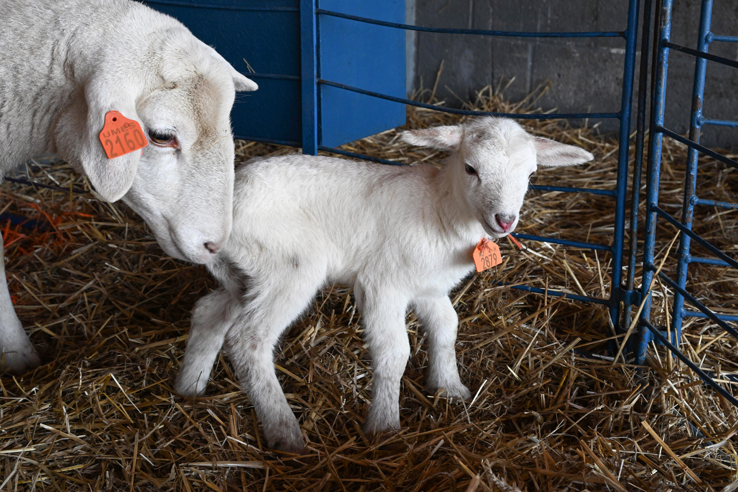 A newborn goat at UMES farm.