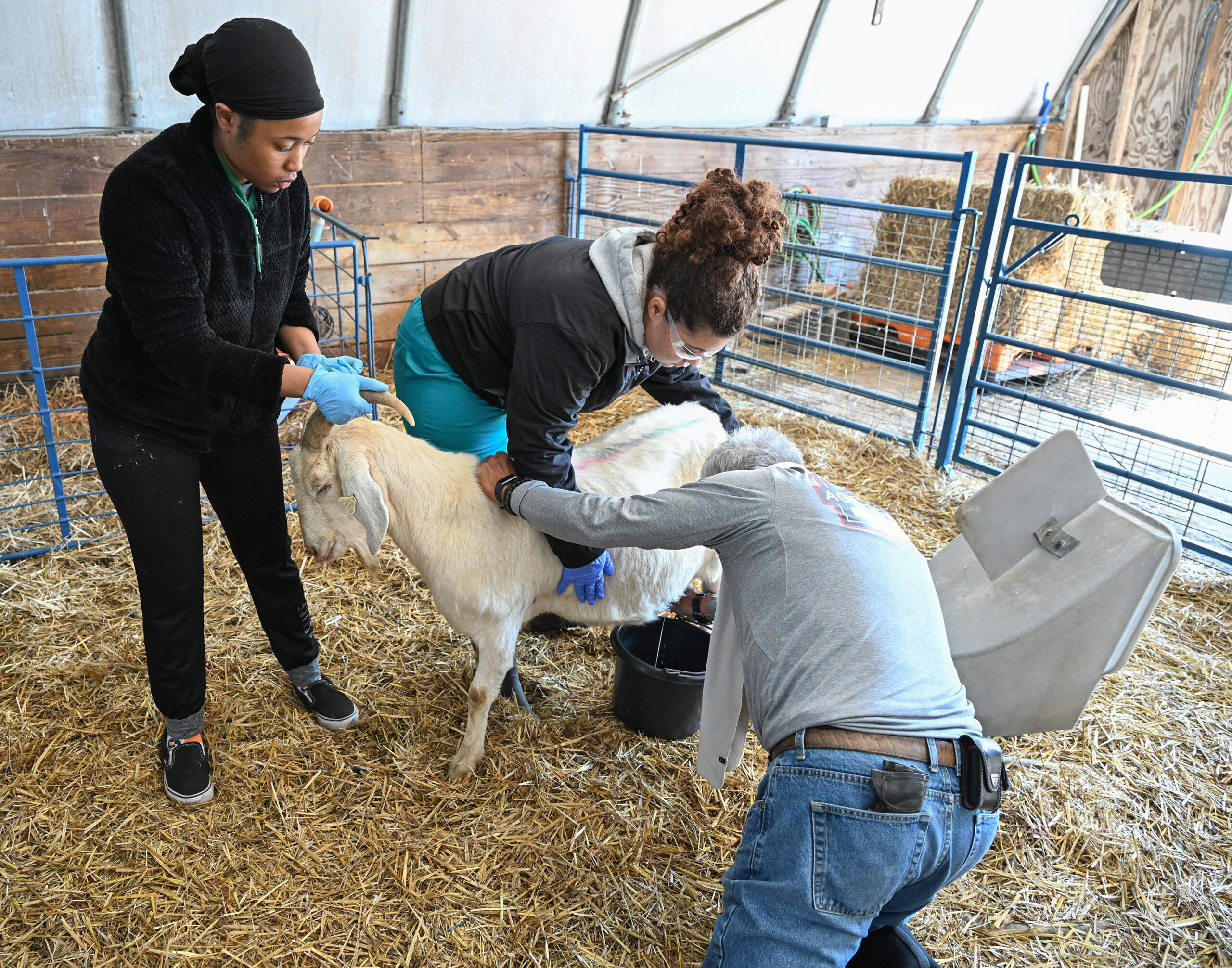 Associate Dean Dr. E.N. Escobar and student attend to a goat.