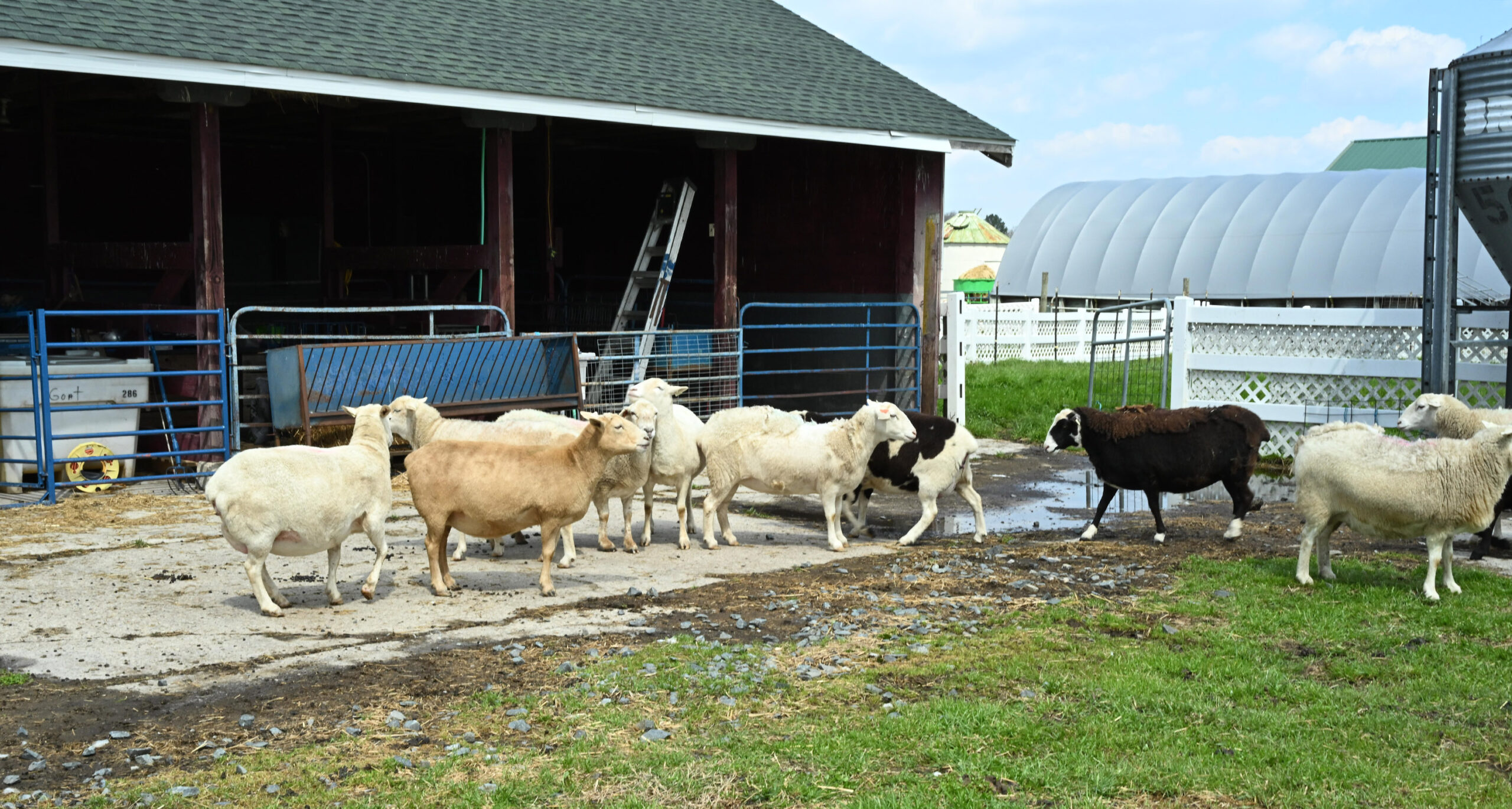 Sheep at UMES farm.