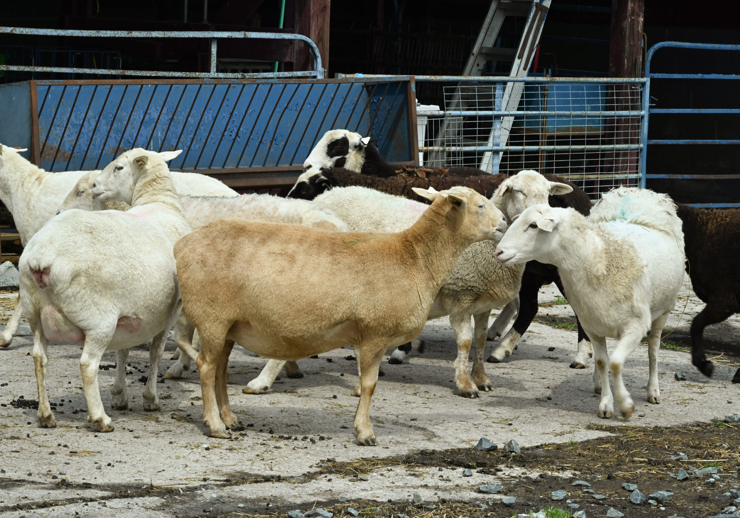 Sheep at UMES farm.