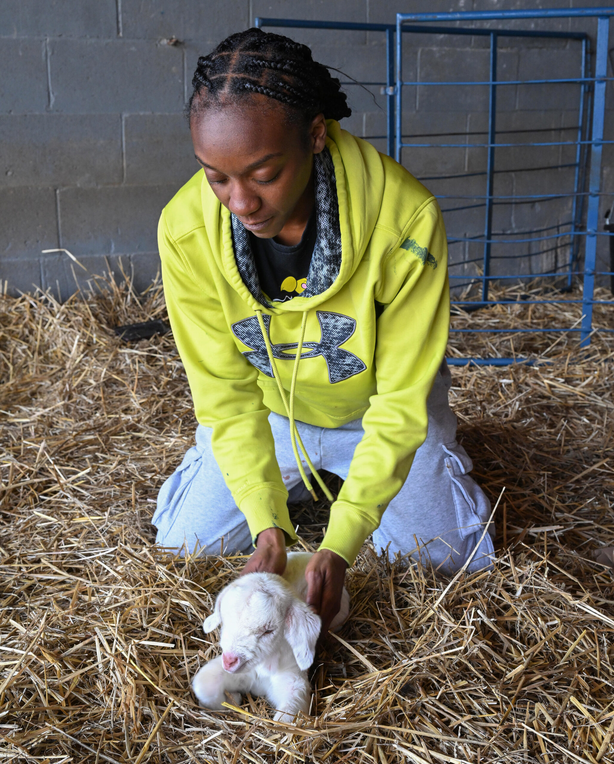 A student cares for a newborn sheep.