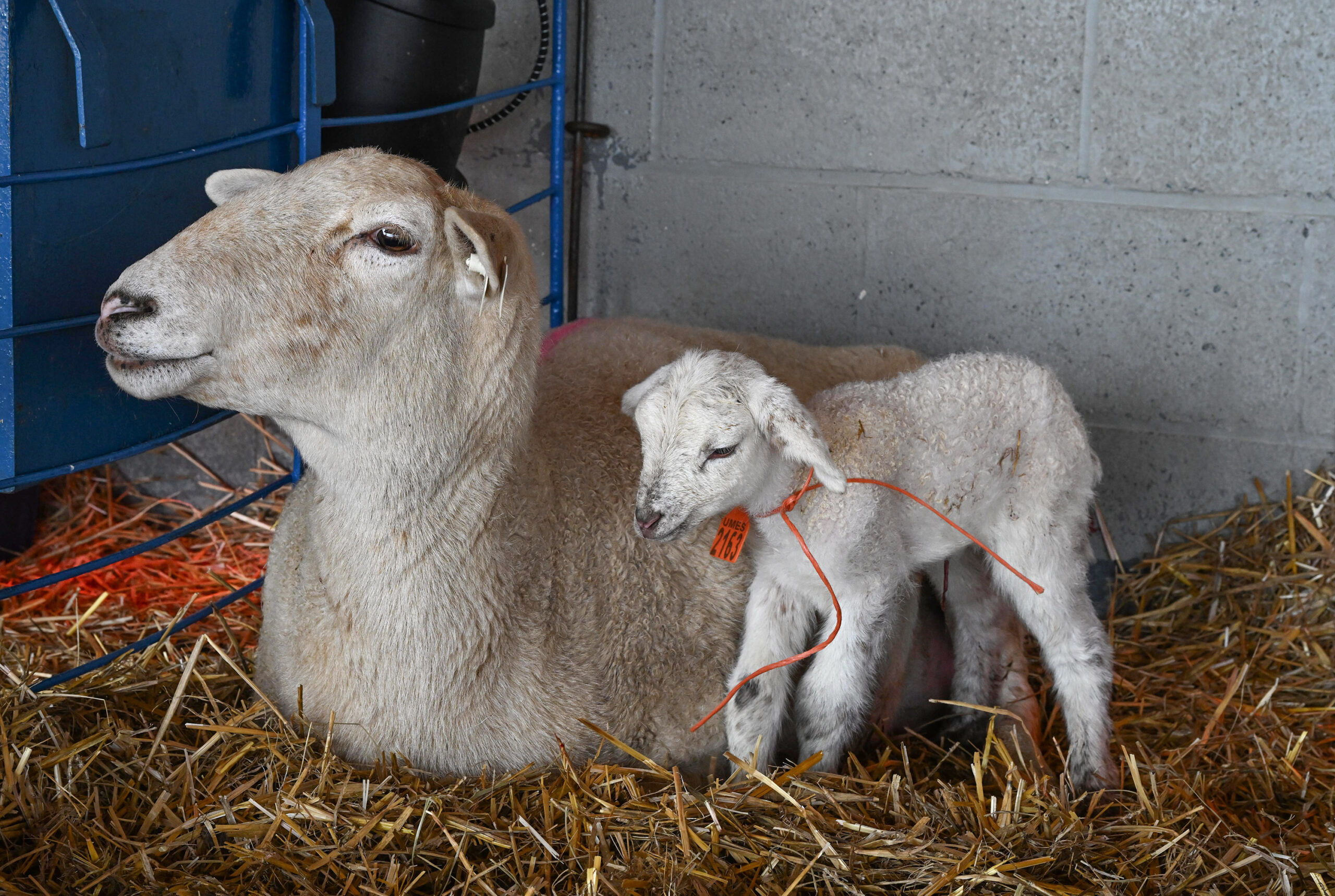 A newborn sheep at the UMES farm.