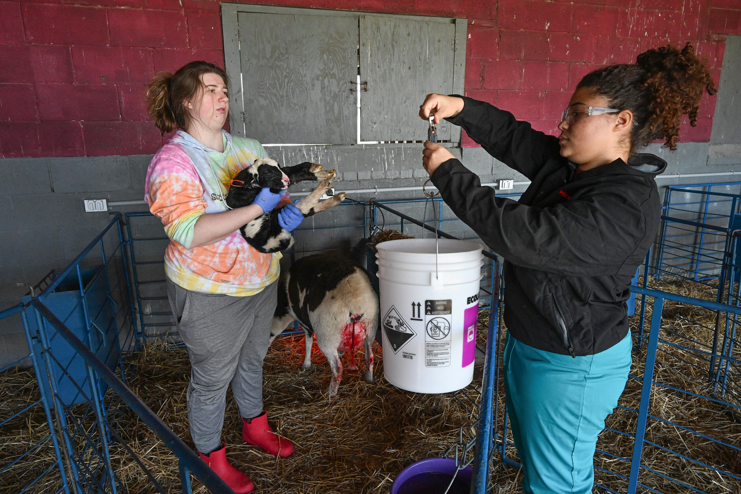 Sheep being born on the campus of The University of Maryland Eastern Shore .