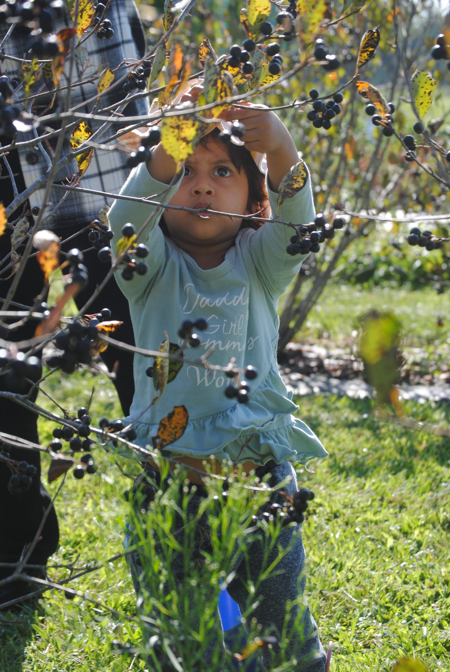 A young participant picks aronia berries at UMES farm.