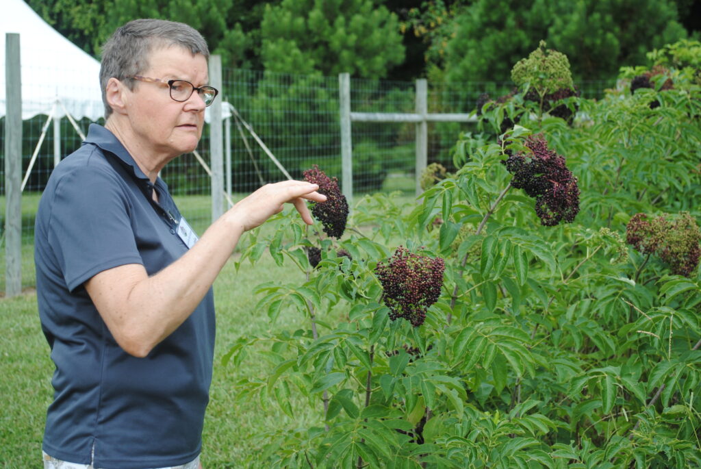 Herb specialist Henriette den Ouden talks about elderberries at the UMES farm.