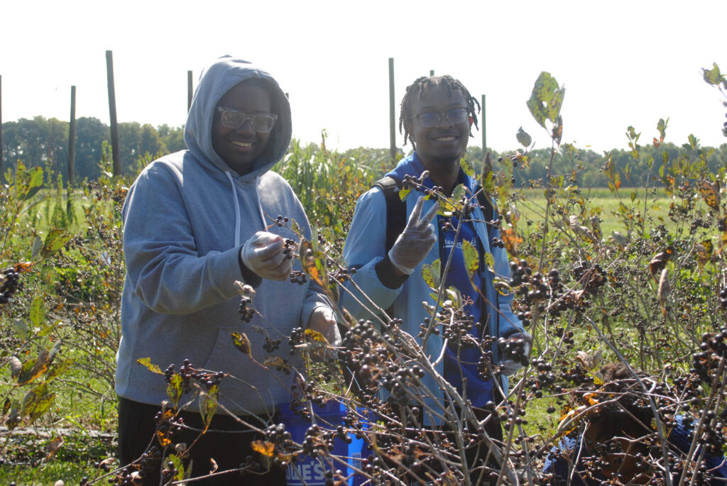 Participants pick aronia berries at UMES farm.