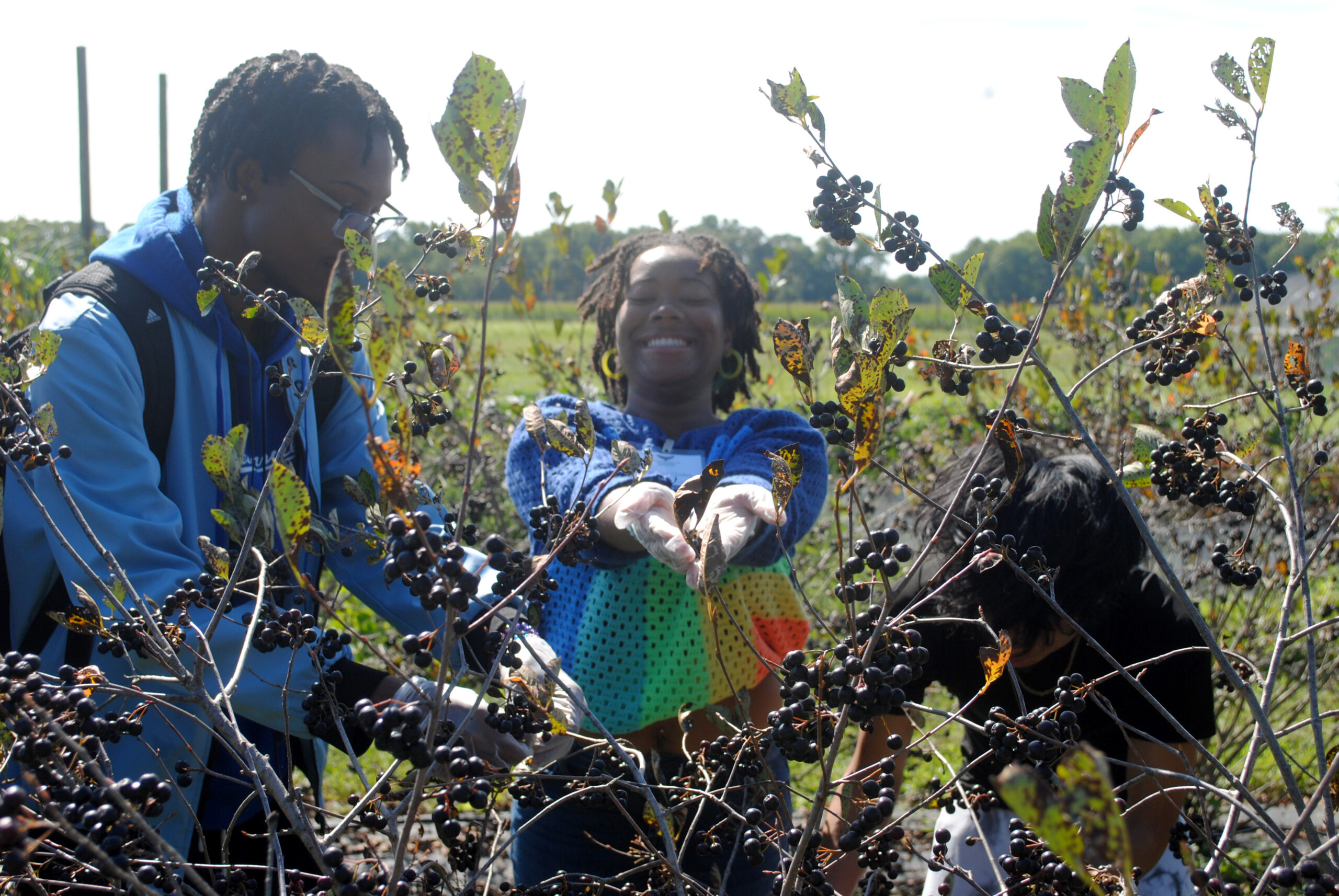 Participants pick aronia berries at UMES farm.