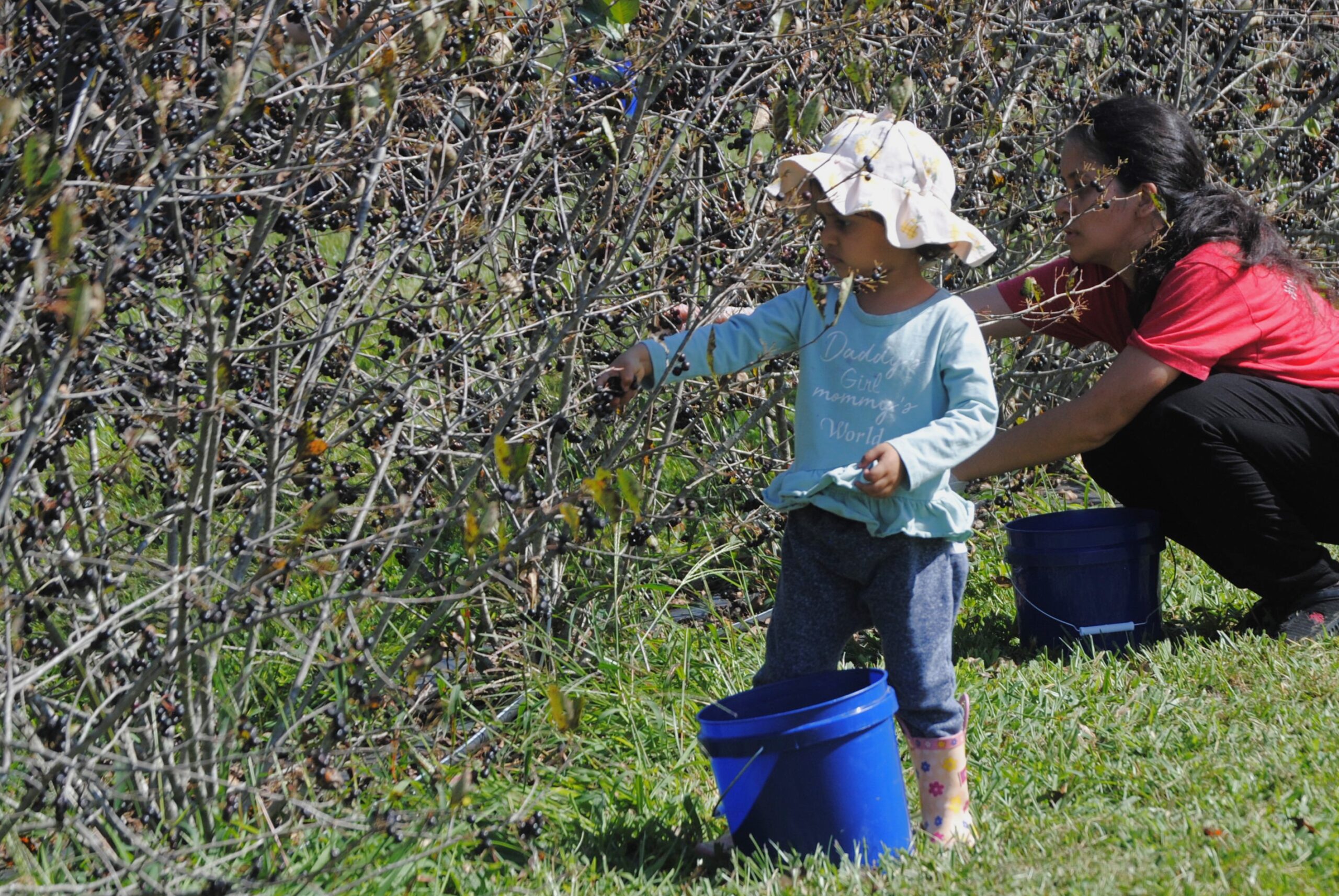 A young participant picks aronia berries at UMES farm.