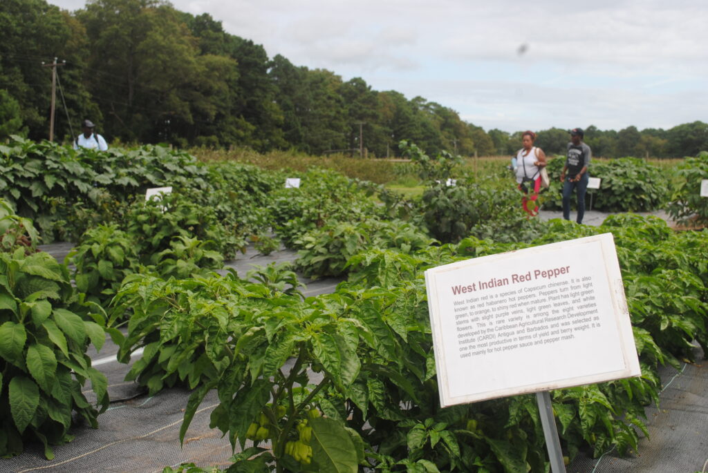 West Indian Red Pepper at UMES farm.