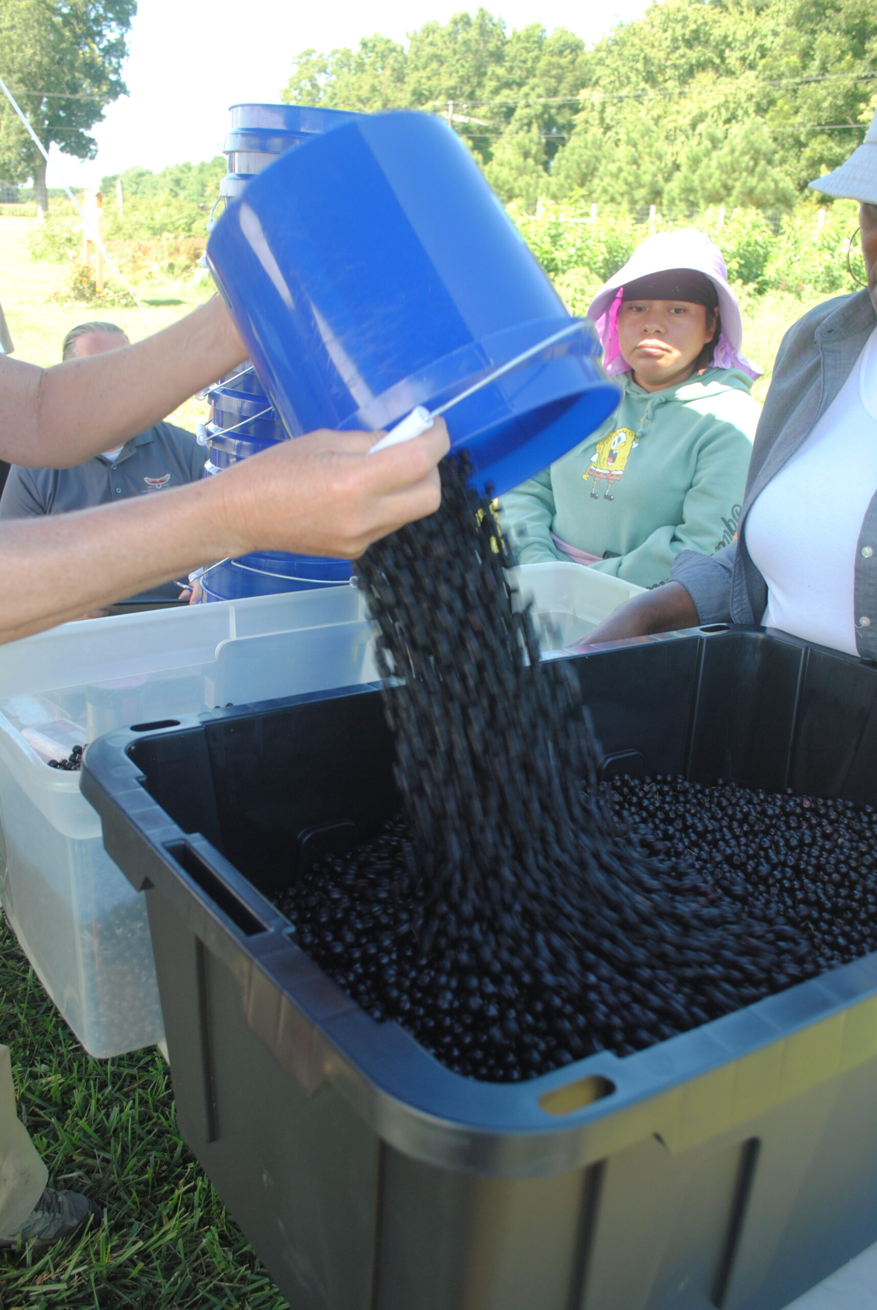 Aronia berries