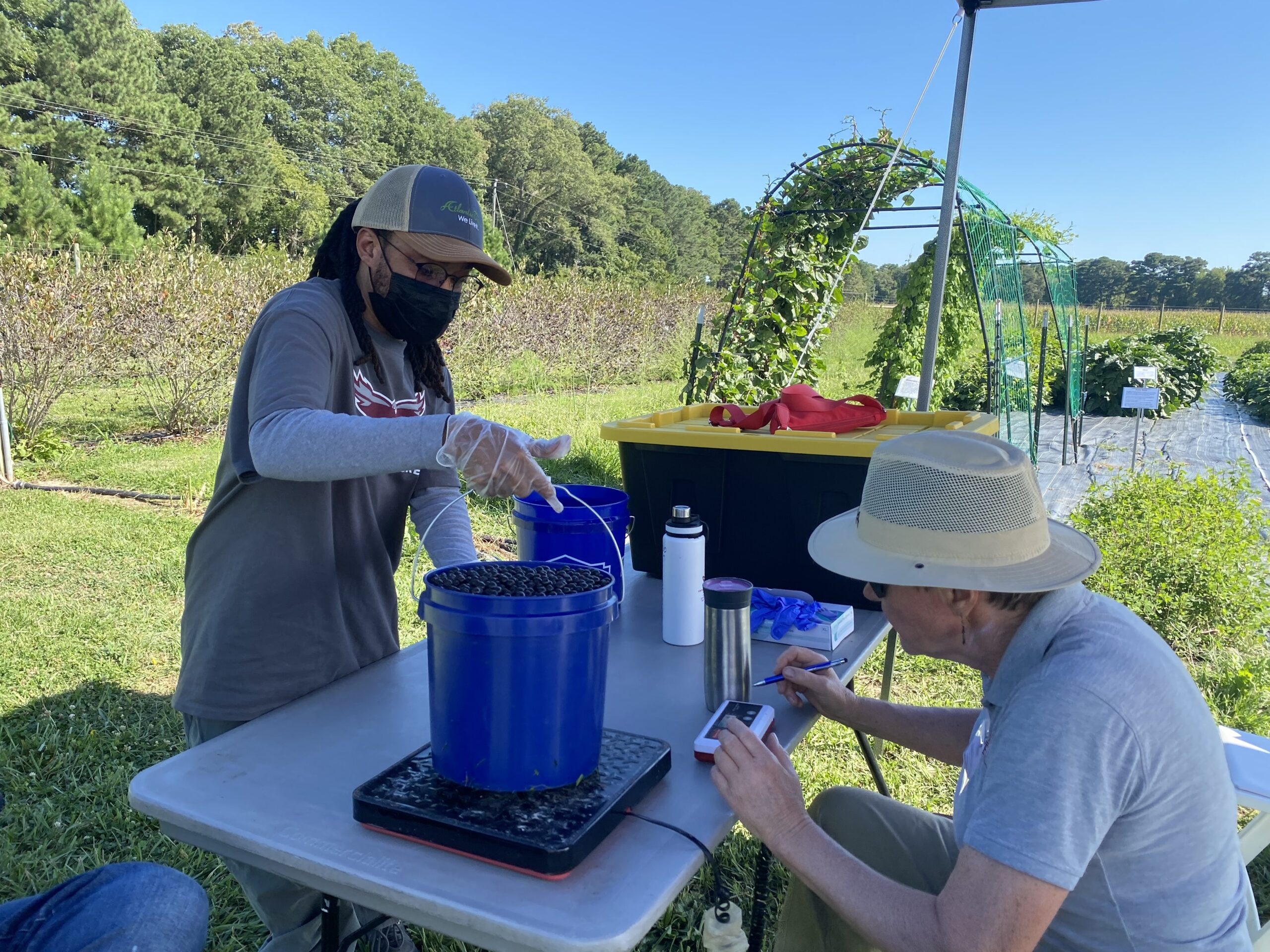A pail of aronia berries is weighed after picking at UMES farm.