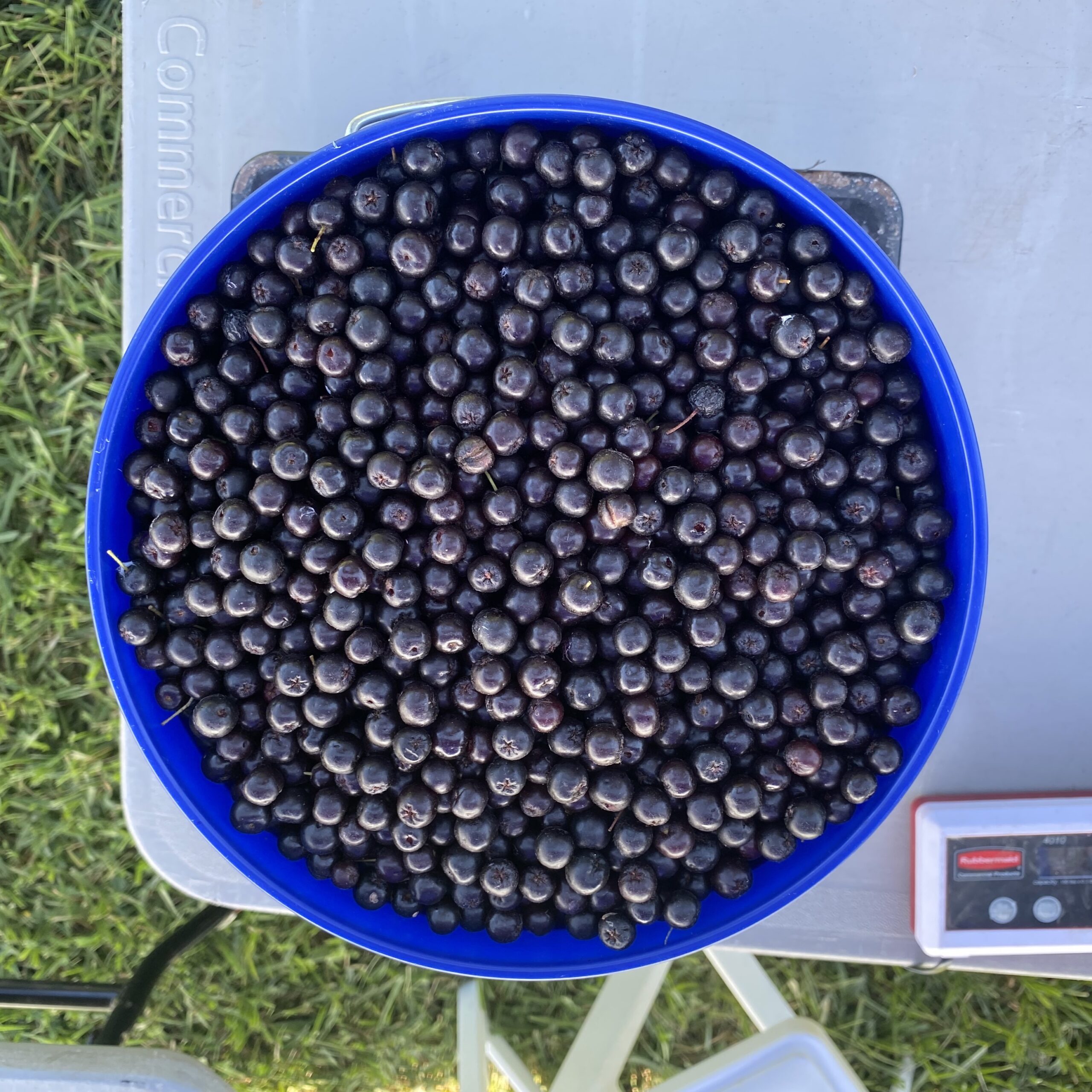 Aronia berries