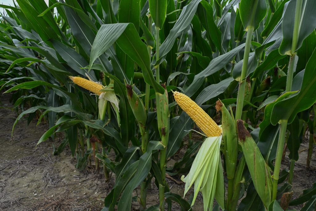 Corn grows at UMES farm.