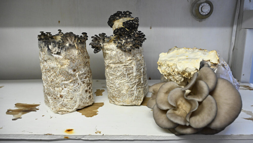 Mushrooms on display at 21st Small Farm Conference.