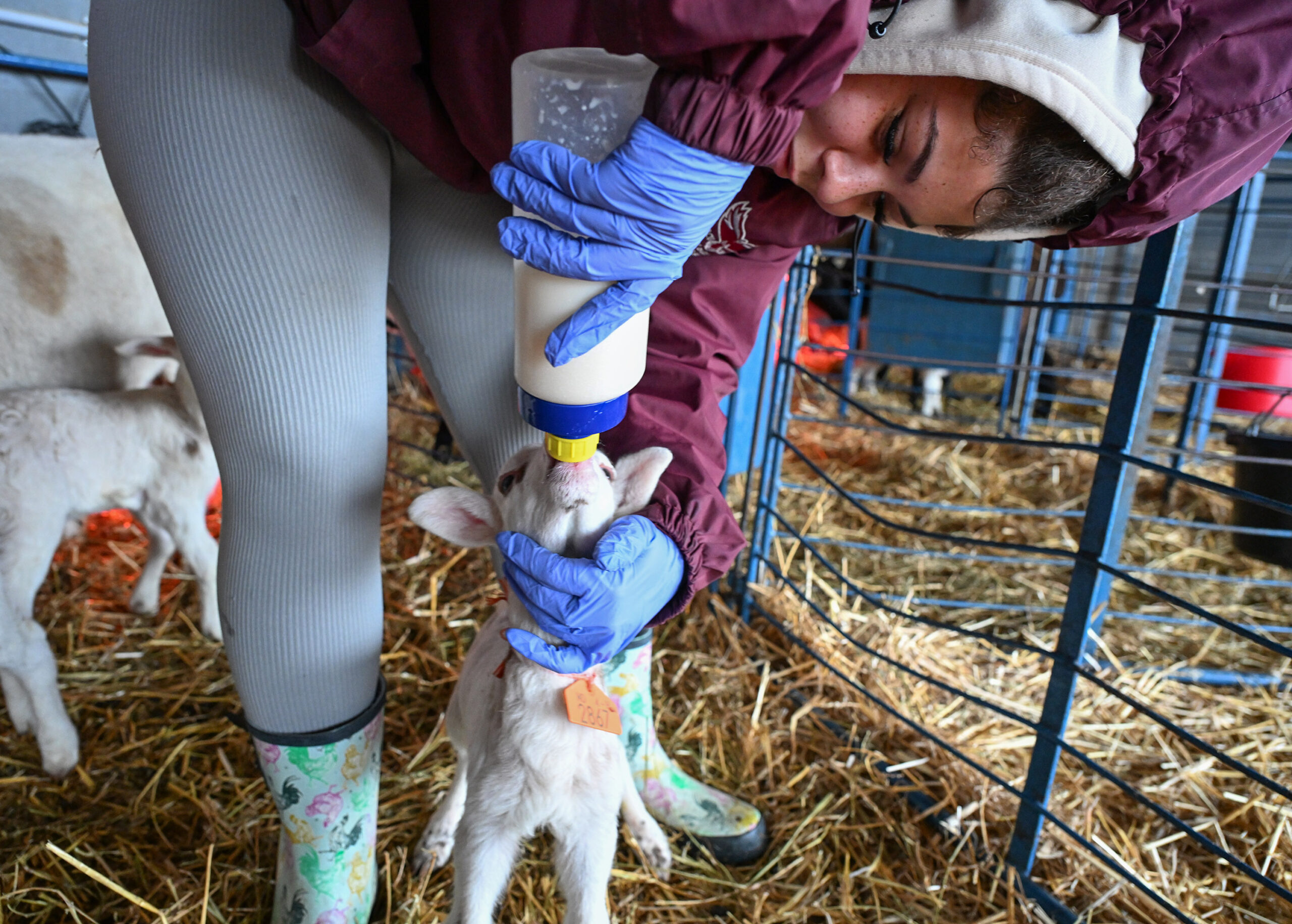 It's lambing and kidding season for sheep and goats on the University of Maryland Eastern Shore campus.