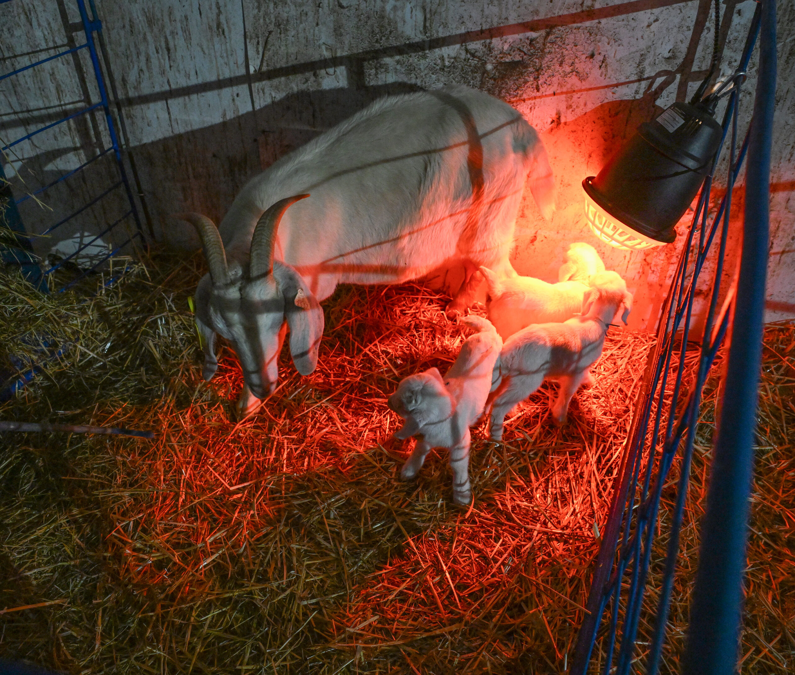 It's lambing and kidding season for sheep and goats on the University of Maryland Eastern Shore campus.