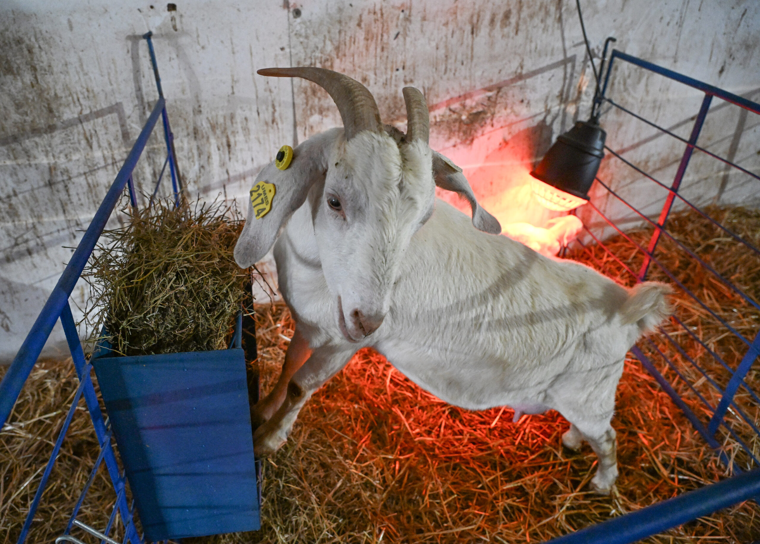 It's lambing and kidding season for sheep and goats on the University of Maryland Eastern Shore campus.