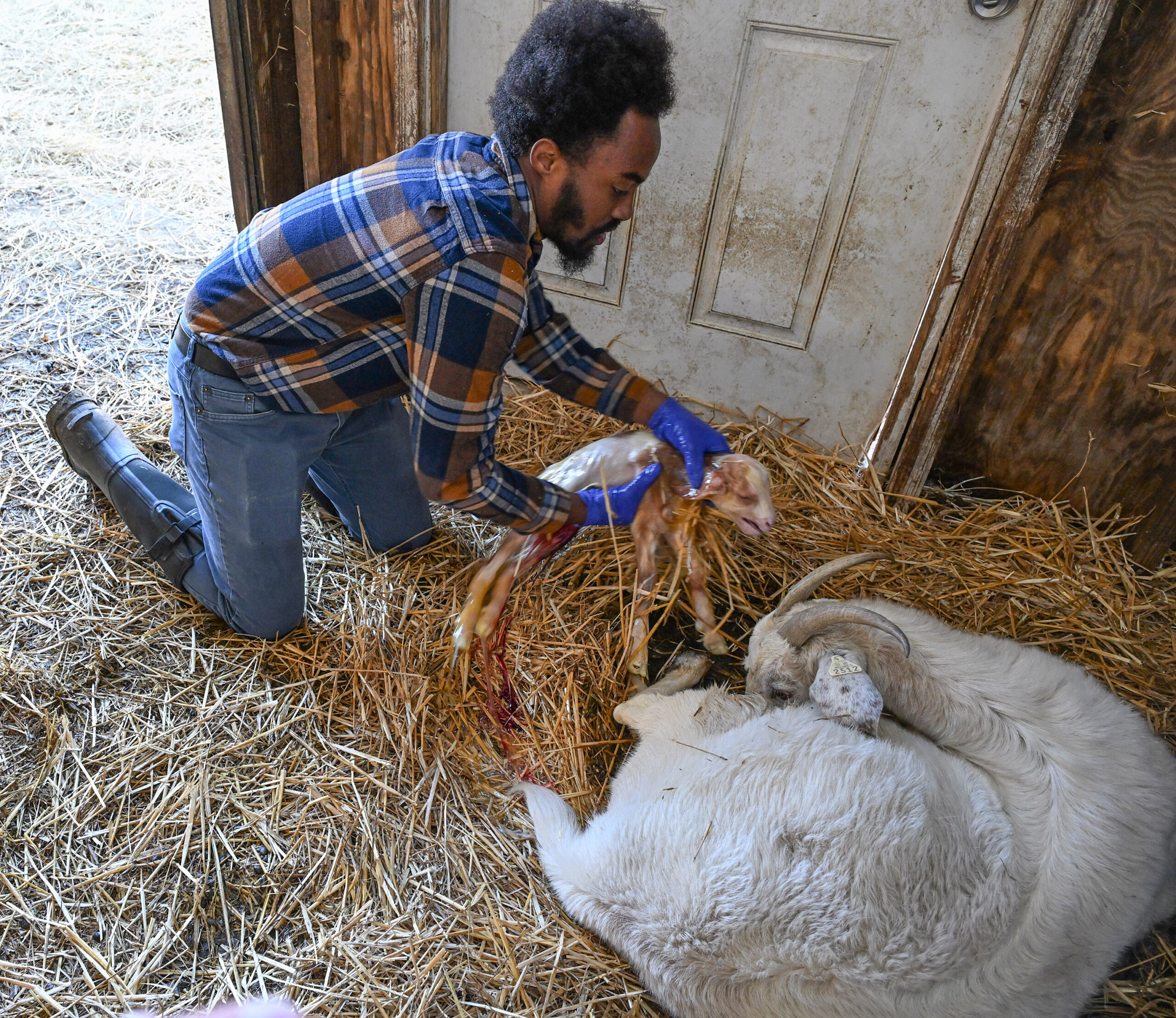 Donovan Grady cares for a newborn lamb at the University of Maryland Eastern Shore Small Ruminant Farm.