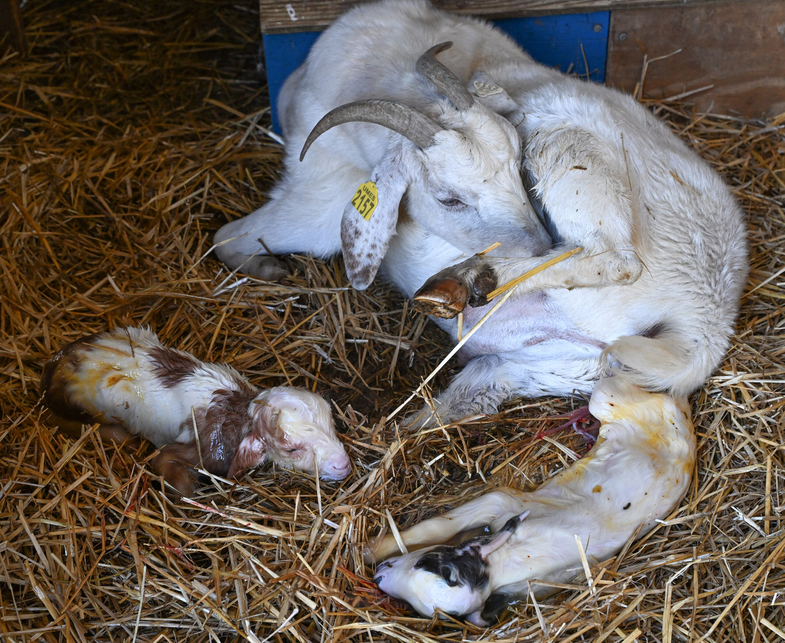 It's lambing and kidding season for sheep and goats on the University of Maryland Eastern Shore campus.