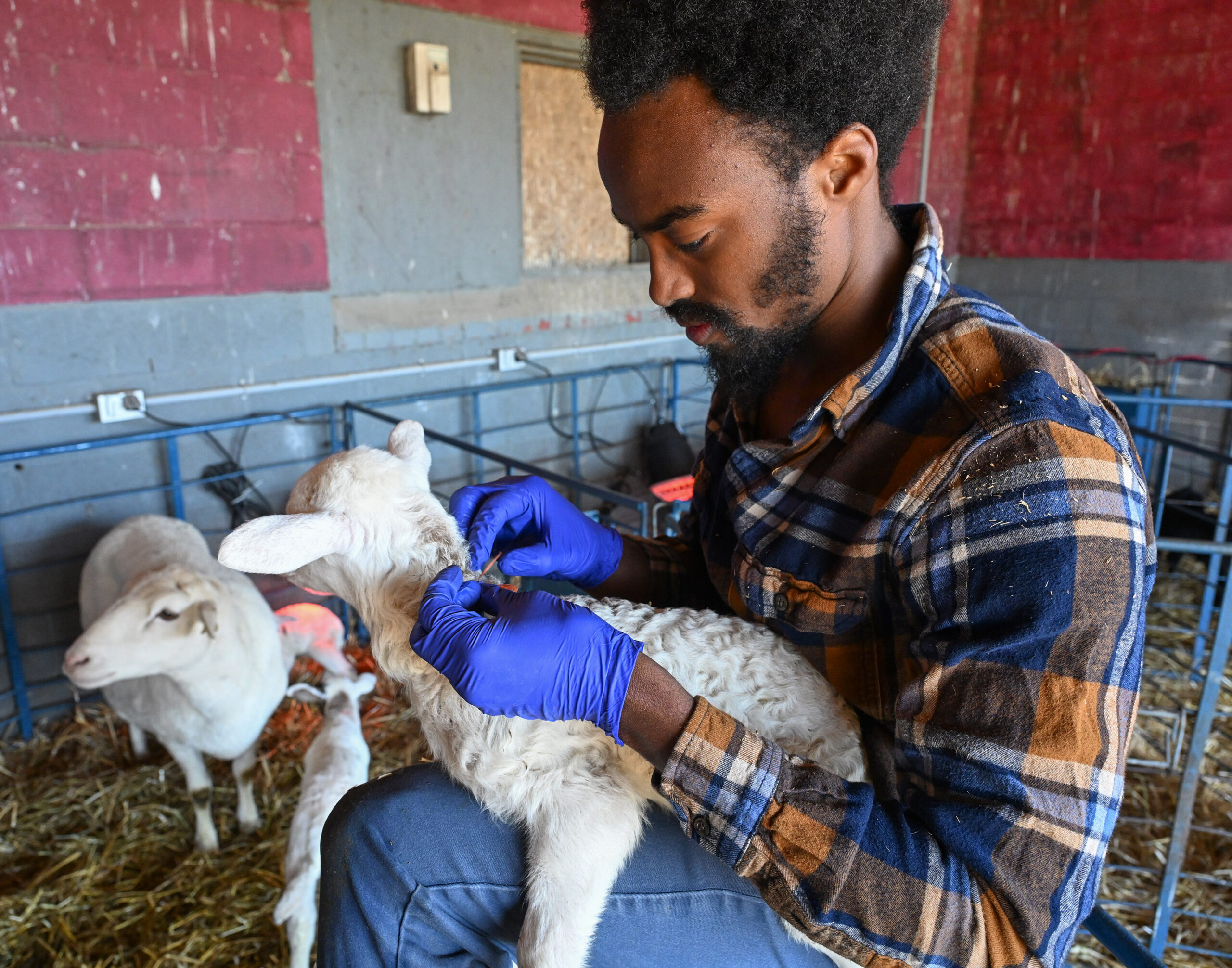 Donovan Grady cares for a newborn lamb at the University of Maryland Eastern Shore Small Ruminant Farm.