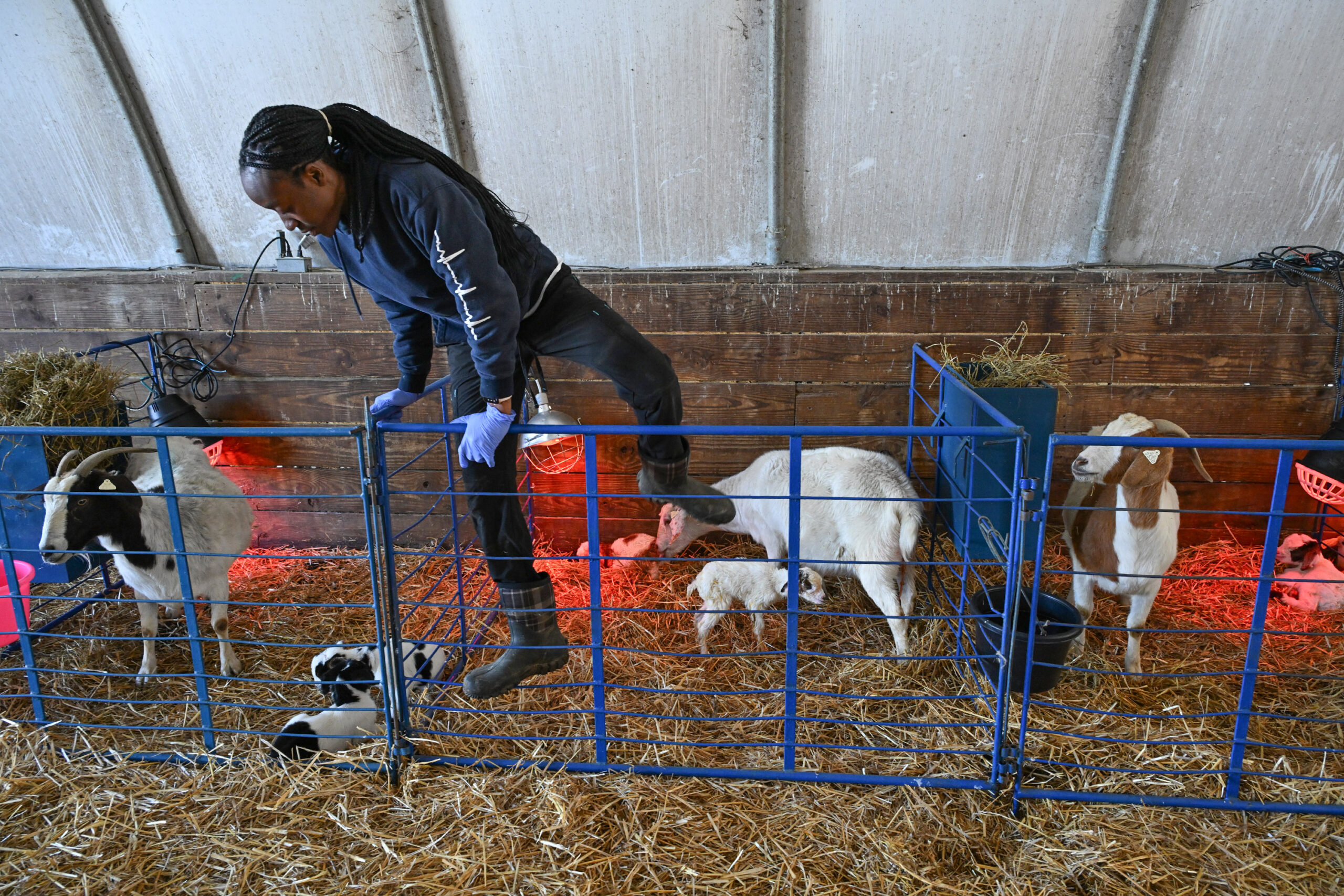 It's lambing and kidding season for sheep and goats on the University of Maryland Eastern Shore campus.