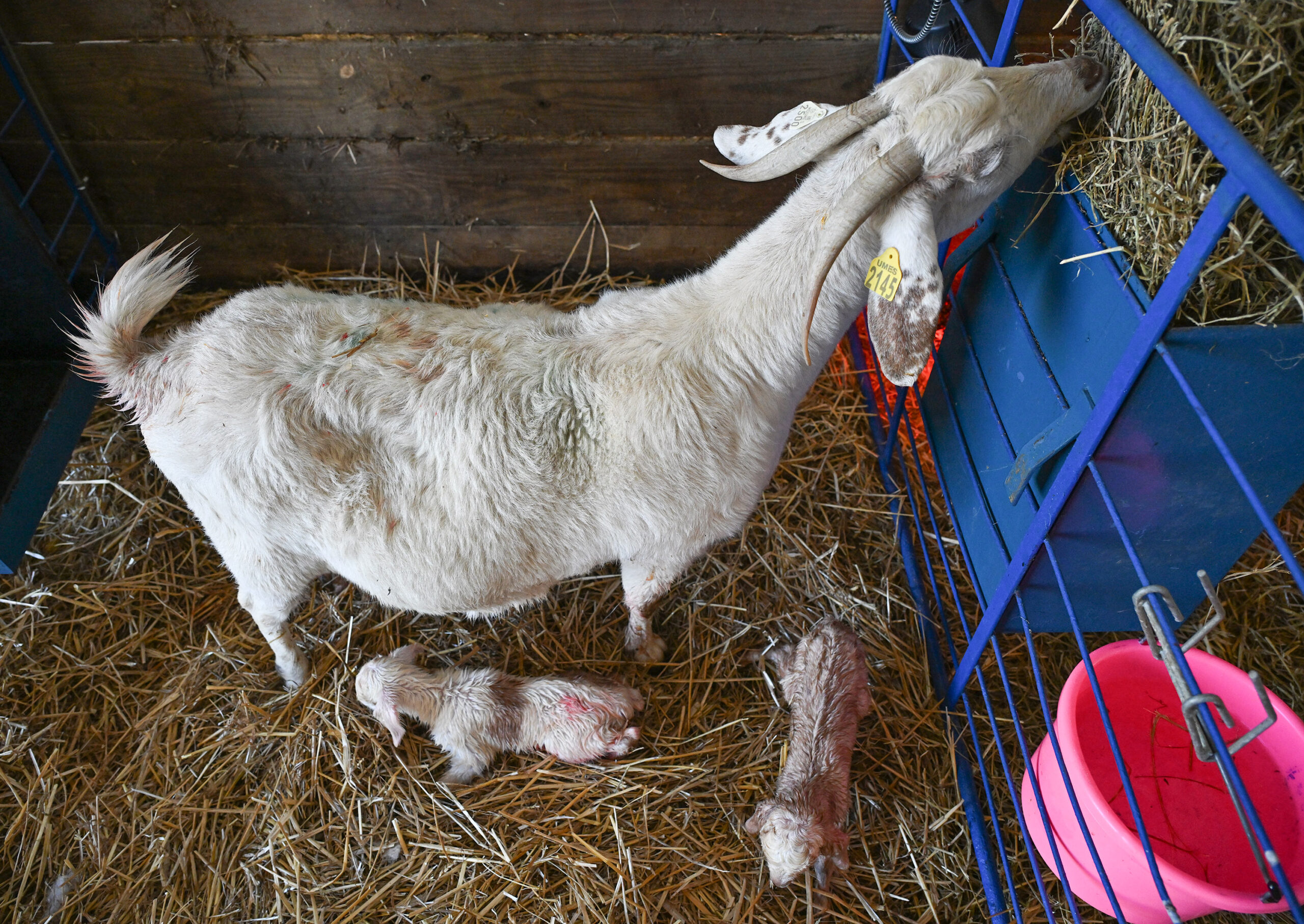 It's lambing and kidding season for sheep and goats on the University of Maryland Eastern Shore campus.