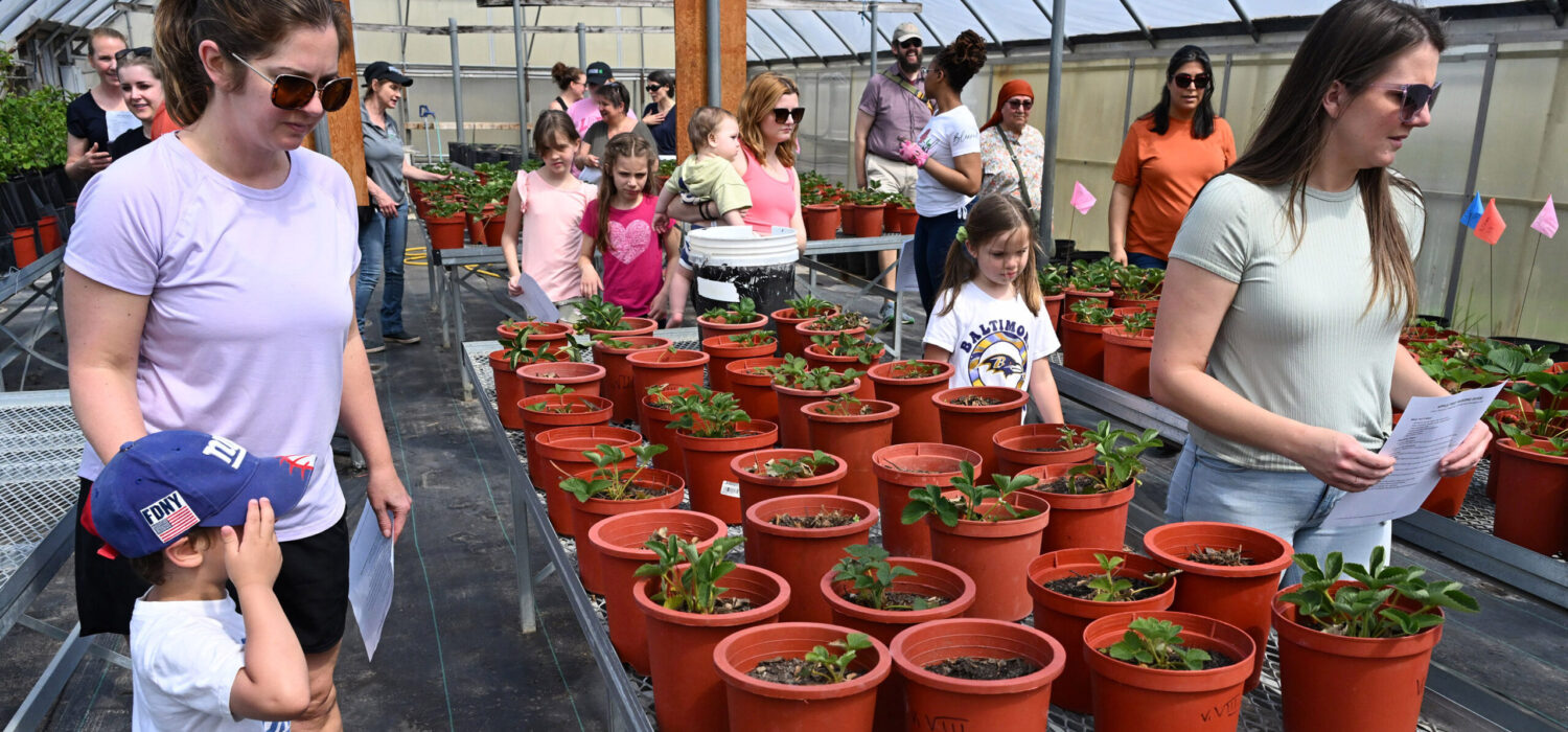 Youth from Delmarva visited the University of Maryland Eastern Shore Extension departments as part of a 4-H field trip Saturday, May 3, 2025. They visited Small Ruminants area and the strawberry research facility.