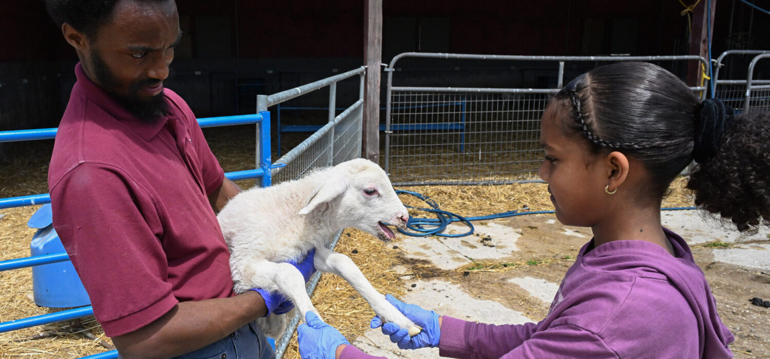 Youth from Delmarva visited the University of Maryland Eastern Shore Extension departments as part of a 4-H field trip Saturday, May 3, 2025. They visited Small Ruminants area and the strawberry research facility.