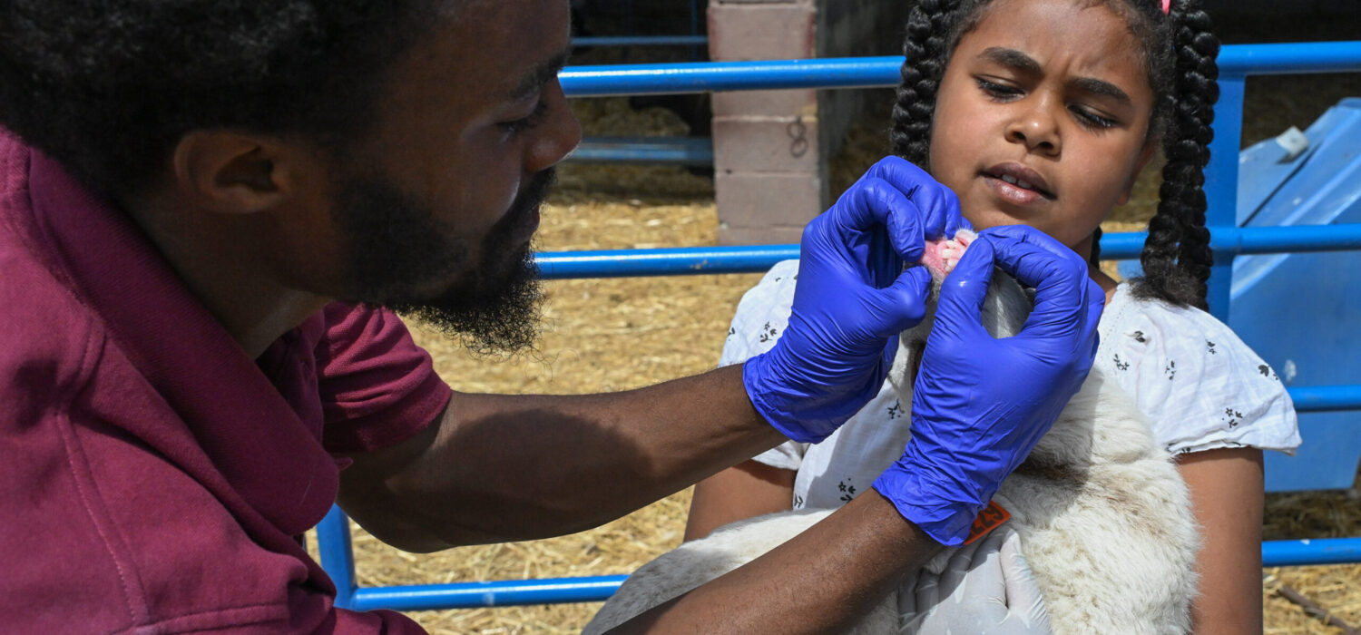 Youth from Delmarva visited the University of Maryland Eastern Shore Extension departments as part of a 4-H field trip Saturday, May 3, 2025. They visited Small Ruminants area and the strawberry research facility.