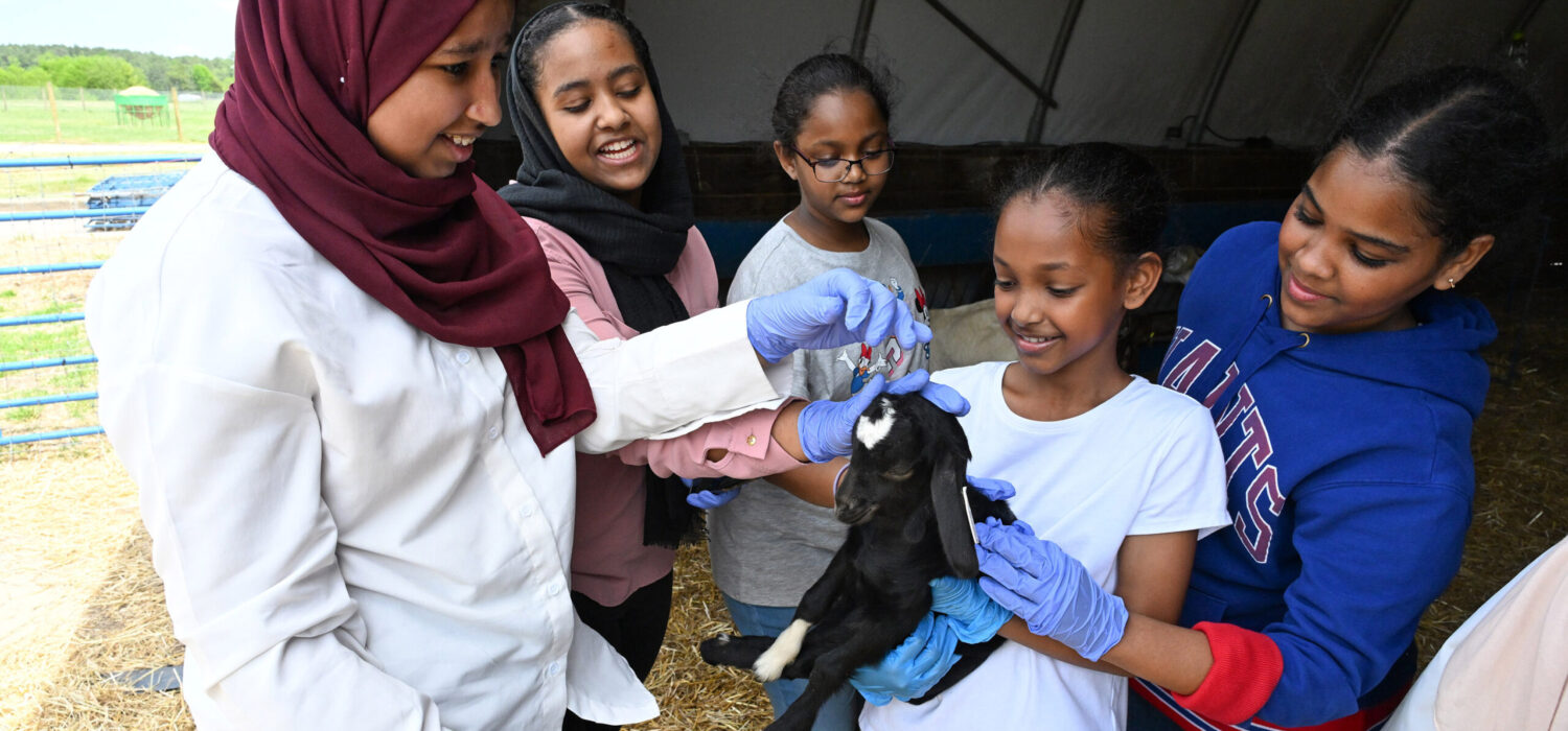 Youth from Delmarva visited the University of Maryland Eastern Shore Extension departments as part of a 4-H field trip Saturday, May 3, 2025. They visited Small Ruminants area and the strawberry research facility.