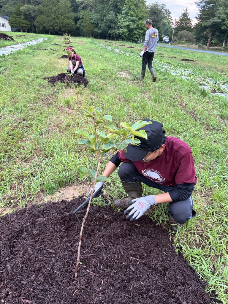 Planting underway for alley cropping.