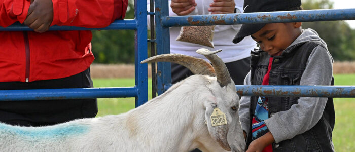 Grayson Tirado,m 5, of Princess Anne feeds the goats during the 2025 UMES 4-H STEM Expo.