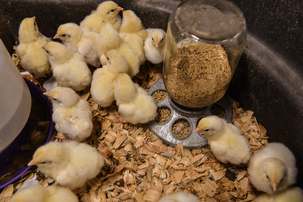 Baby chicks at University of Maryland Eastern Shore poultry house.