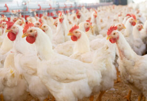 Hens and roosters inside a modern poultry house. Adobe Stock image
