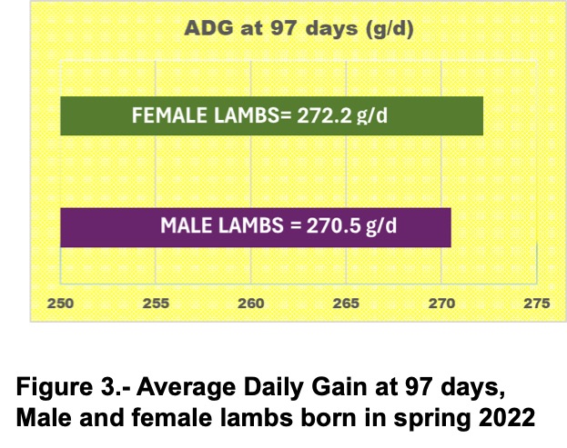 Figure 3 shows average daily gain at 96 days, male and female lambs born in spring 2022.