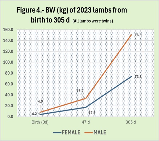 Figure 4 shows BW (kg) of 2023 lambs from birth to 305 d (All lambs were twins)