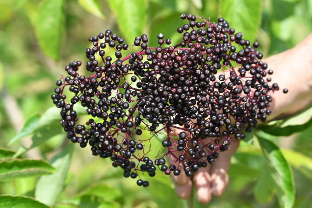 Elderberries